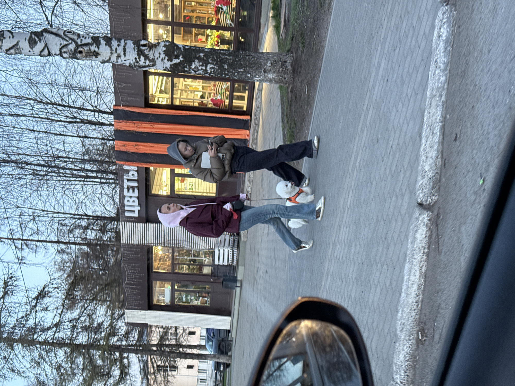 This image, rotated 90 degrees counter-clockwise, depicts two people walking a small, white fluffy dog on a leash along a paved sidewalk. The scene is captured from inside a car, with the vehicle's side mirror visible in the foreground, partially obscuring the lower right of the frame.
The person further from the camera wears a brown puffer jacket with a grey hood, dark pants, and light shoes. They are holding a smartphone and a tablet or book. The person closer to the camera wears a maroon jacket with a pink hood, blue jeans, and patterned sneakers, and is holding the leash attached to the dog, which wears a red harness.
In the background, there's a building with large windows, suggesting a commercial establishment like a shop or cafe. A distinctive birch tree stands between the pedestrians and the building. The building features a sign with the Cyrillic word "ЦВЕТЫ" (FLOWERS) and an orange and black striped banner below it. Partial numbers "8-21" are also visible, likely indicating business hours. Bare trees against a pale sky in the distance suggest it is late autumn, winter, or early spring. The soft lighting indicates late afternoon or early evening. The overall atmosphere is that of a casual walk in an urban or suburban setting.