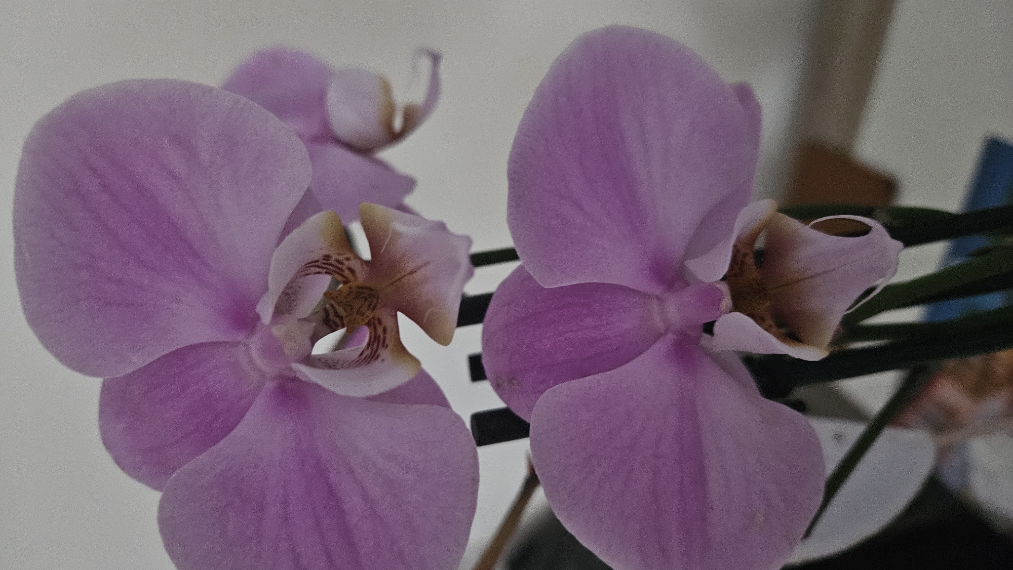 The image shows a close-up, vertical view of two pink orchid flowers. The flowers are in focus, with the background softly blurred. The top flower is positioned higher and to the left, with its petals spread wide. The bottom flower is slightly lower and to the right, also with open petals. The center of each flower reveals intricate details of stamens and pistils, with brown and pink markings. The stems of the orchids are visible as dark green, thin stalks. The background is a plain, light-colored surface, possibly a wall. The scene appears to be indoors, given the lighting and the nature of the subject. There is no indication of a specific location in Bratislava, Slovakia.
