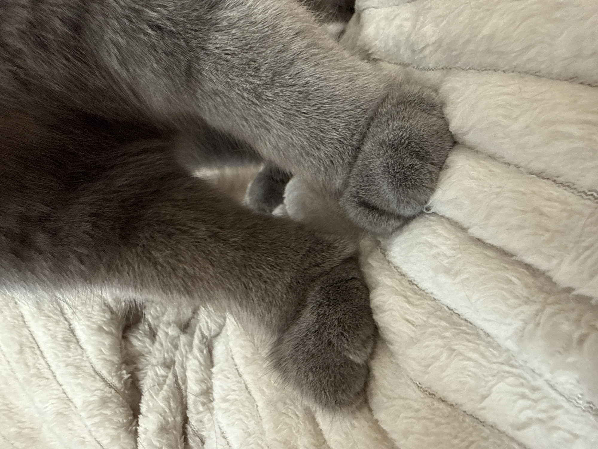 The image shows a close-up view of the paws of a grey cat resting on a fluffy white blanket. The blanket has a ribbed texture. The cat's fur is visible, and its paws are rounded and padded. There are no people or any recognizable landmarks of Plovdiv, Bulgaria in the image.