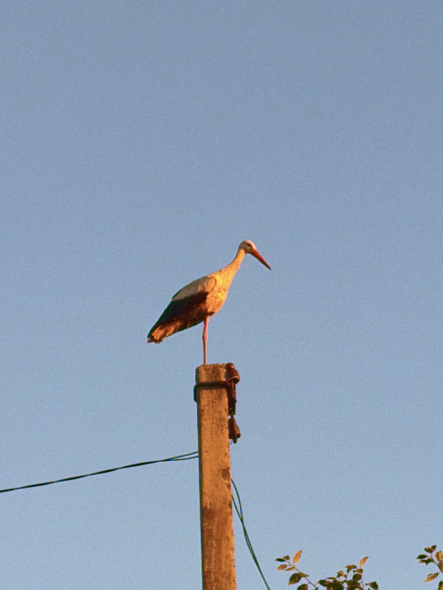 A solitary stork stands perched atop a concrete utility pole against a clear blue sky. The bird, predominantly white with black wingtips and a red beak and legs, is bathed in the warm, golden light of either sunrise or sunset. Its head is turned to the right, its long beak pointed slightly downwards. The utility pole, weathered and textured, has a dark electrical wire stretching diagonally from left to right across the lower portion of the frame. In the bottom right corner, a few branches with small, autumnal-colored leaves are visible, hinting at a rural or semi-rural outdoor setting. The overall scene evokes a sense of peace and stillness, with the bird a lone sentinel against the vast expanse of the sky. The time of day is clearly indicated by the warm lighting and long shadows. The location context of Ustyvytsia, Ukraine, provides a geographical anchor to this tranquil image. There is no visible text in the image.