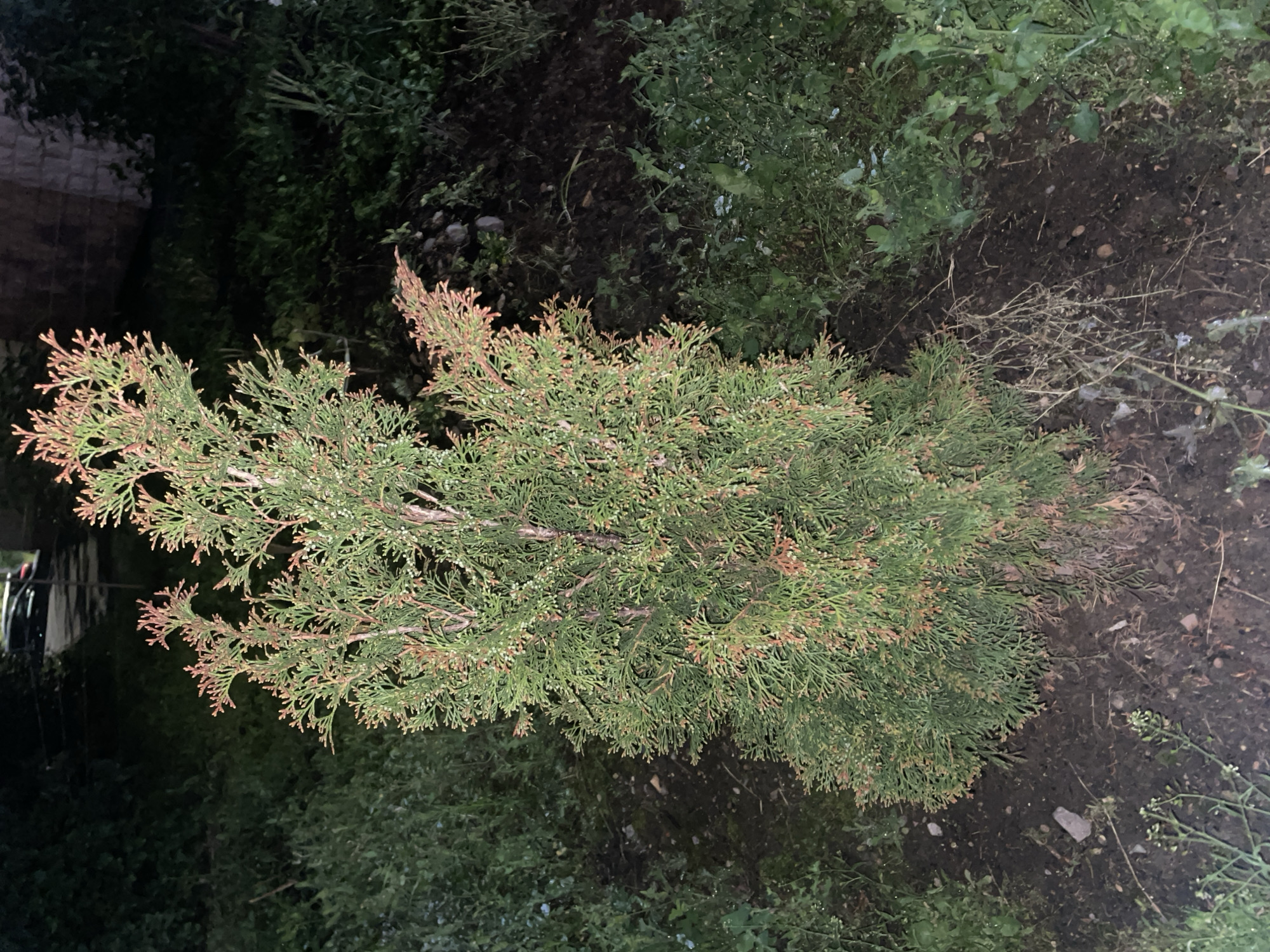 A young cedar tree with green and reddish-brown foliage is situated in the foreground of the image. The tree is planted in dark soil, surrounded by various green plants and some dry twigs. In the background, a dark, out-of-focus area suggests an outdoor setting, possibly a residential or garden area, with some elements of urban infrastructure visible, such as what appears to be a street or pathway and a building. The lighting suggests it is nighttime or dusk, with artificial lights casting shadows. The scene is located in the city of Krasnogorsk, Russia.