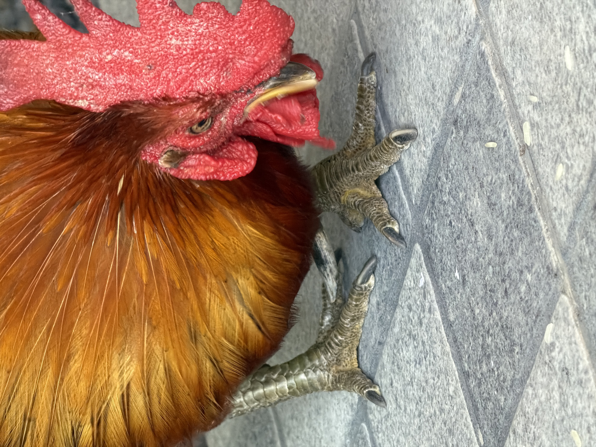 A close-up shot shows the lower body and head of a rooster on a paved surface in Baan Bo Phut, Thailand. The rooster has bright orange and red feathers. Its scaly, grey legs are visible, along with its sharp claws. The rooster's red comb and wattle are prominent on its head, and its beak is a yellow-grey color. The background consists of grey tiles, and there are a few grains of rice scattered on the ground.