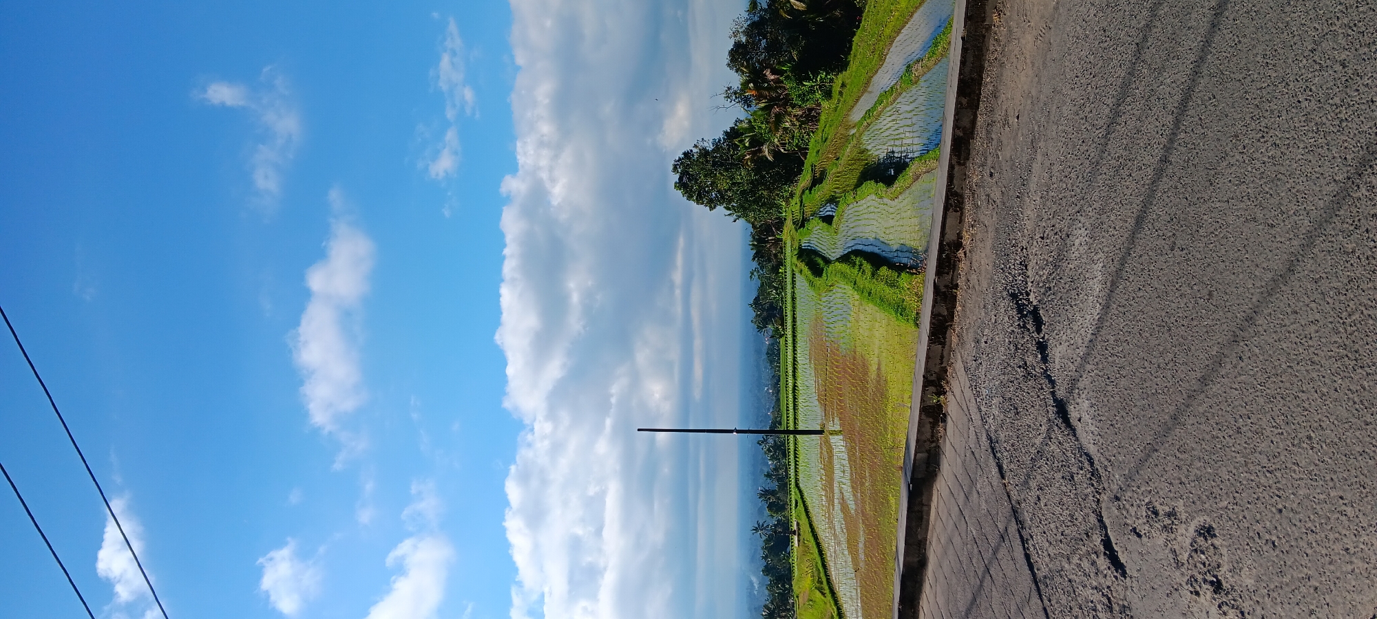 The image depicts a scenic view of terraced rice paddies in Penebel, Indonesia. The foreground is dominated by a paved road with a rough texture and some visible cracks, suggesting it may be an older or less maintained surface. A low concrete barrier runs along the edge of the road, separating it from the rice fields.
The rice paddies themselves are the main subject of the midground. They are lush green and appear to be flooded, with water reflecting the bright blue sky. The terraces are meticulously sculpted, following the natural contours of the land, and are separated by narrow earthen or grassy bunds. The water levels vary between the terraces, creating a dynamic visual effect. A tall, slender black pole stands centrally within the rice paddies, its purpose unclear from the image, but it appears to be a solitary marker.
In the background, a line of trees, predominantly palm trees and other lush foliage, forms a verdant backdrop to the rice fields. Beyond the trees, a hazy view of the distant landscape and possibly a village or town can be discerned, stretching towards the horizon.
The sky above is a vibrant blue, punctuated by scattered white clouds. The sunlight suggests it is daytime, likely morning or afternoon, given the brightness and clear visibility. There are no people visible in the image. The overall impression is one of natural beauty and agricultural productivity, characteristic of the rural landscapes in regions like Penebel.