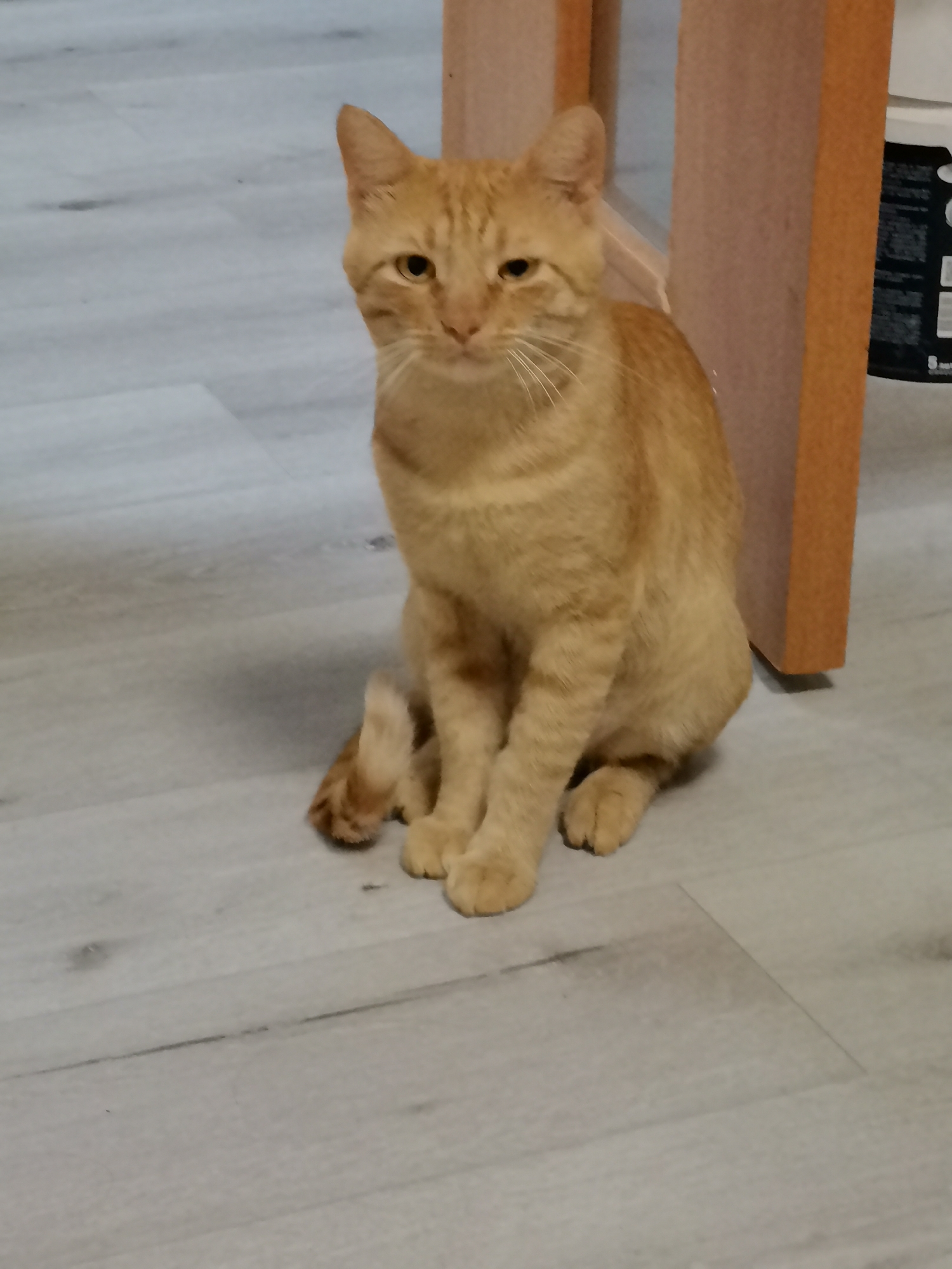An orange tabby cat sits on a light-colored, wood-planked floor. The cat is facing the camera with its paws tucked beneath it. Its tail is curled around its body. The cat has yellow eyes and white whiskers. In the background, a portion of a wooden table leg and a white and black object are visible. The floor appears to be indoors, possibly in a residential or commercial setting. There is no indication of the location being in Kazan, Russia.