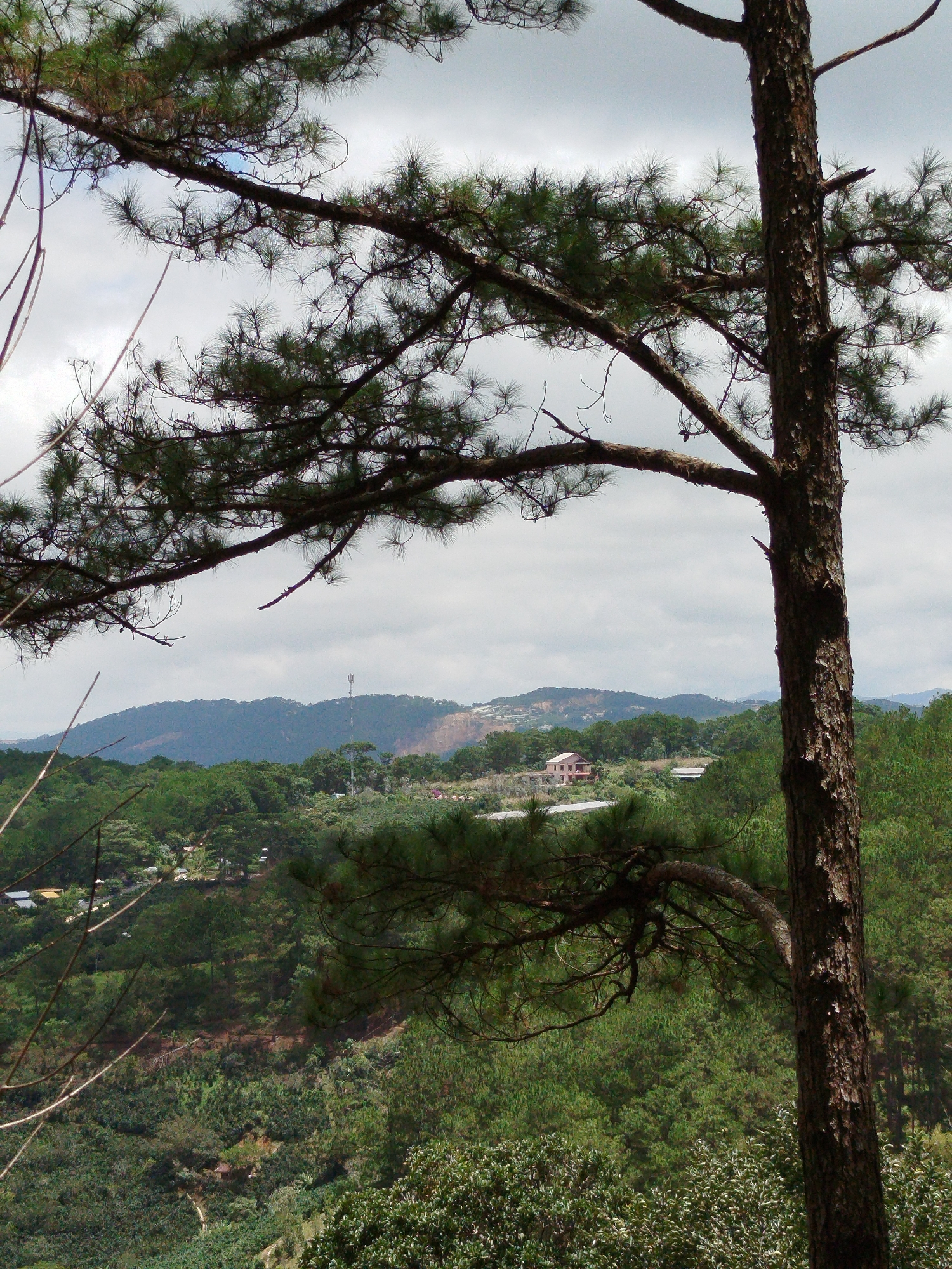 The image captures a scenic view of a hilly landscape, possibly in the vicinity of Da Thọ, Vietnam, characterized by lush green vegetation and a cloudy sky. In the foreground, a tall, mature pine tree with a rough, dark bark stands prominently on the right side, its branches extending towards the left and overhead, obscuring parts of the sky and the background. The tree's needles are finely textured and appear dense on the branches.
Beyond the immediate foreground, the landscape unfolds into a series of rolling hills covered in dense forestation. The trees are predominantly evergreen, forming a vibrant green carpet across the slopes. Interspersed within the greenery, at various distances, are glimpses of human habitation. A notable structure is a light-colored, multi-story house with a visible roof, situated on a cleared area on one of the hills. Further in the distance, a telecommunications tower is visible on a hilltop, indicating the presence of infrastructure.
The overall impression is one of a natural, somewhat remote setting, with scattered signs of human presence. The overcast sky suggests a cool or temperate climate, possibly during a cloudy day or early morning. The terrain appears to be uneven, with steep inclines and valleys, typical of a mountainous or hilly region. The composition of the image, with the foreground tree framing the distant view, creates a sense of depth and perspective.