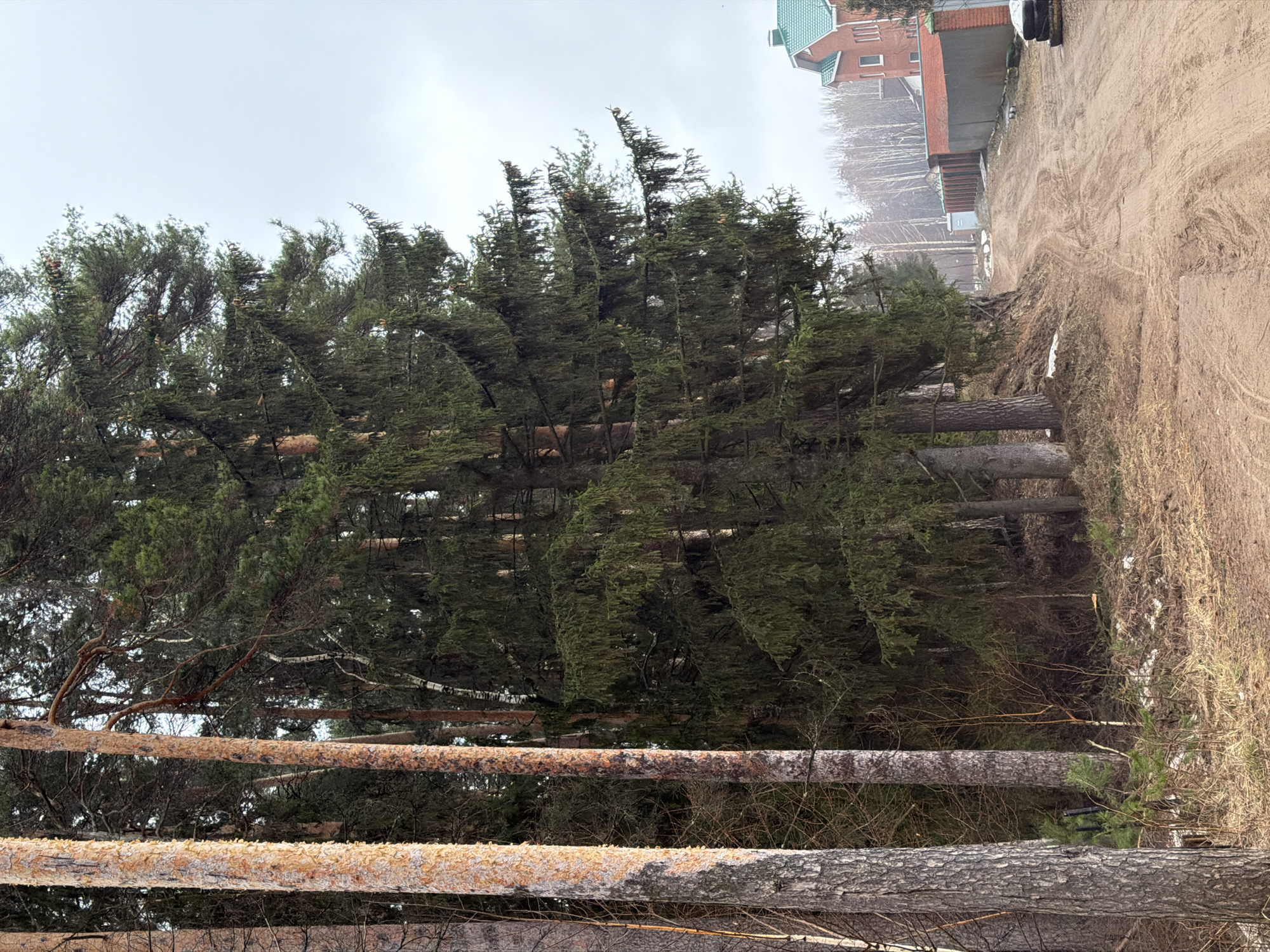 The image shows a forest scene likely near the city of Chaikovsky, Russia. Many tall evergreen trees are visible, with some appearing to be leaning or fallen. A dirt road or path runs along the edge of the forest. A building, possibly a house or small apartment complex, is visible in the background. The sky appears overcast. There are logged logs on the ground.
