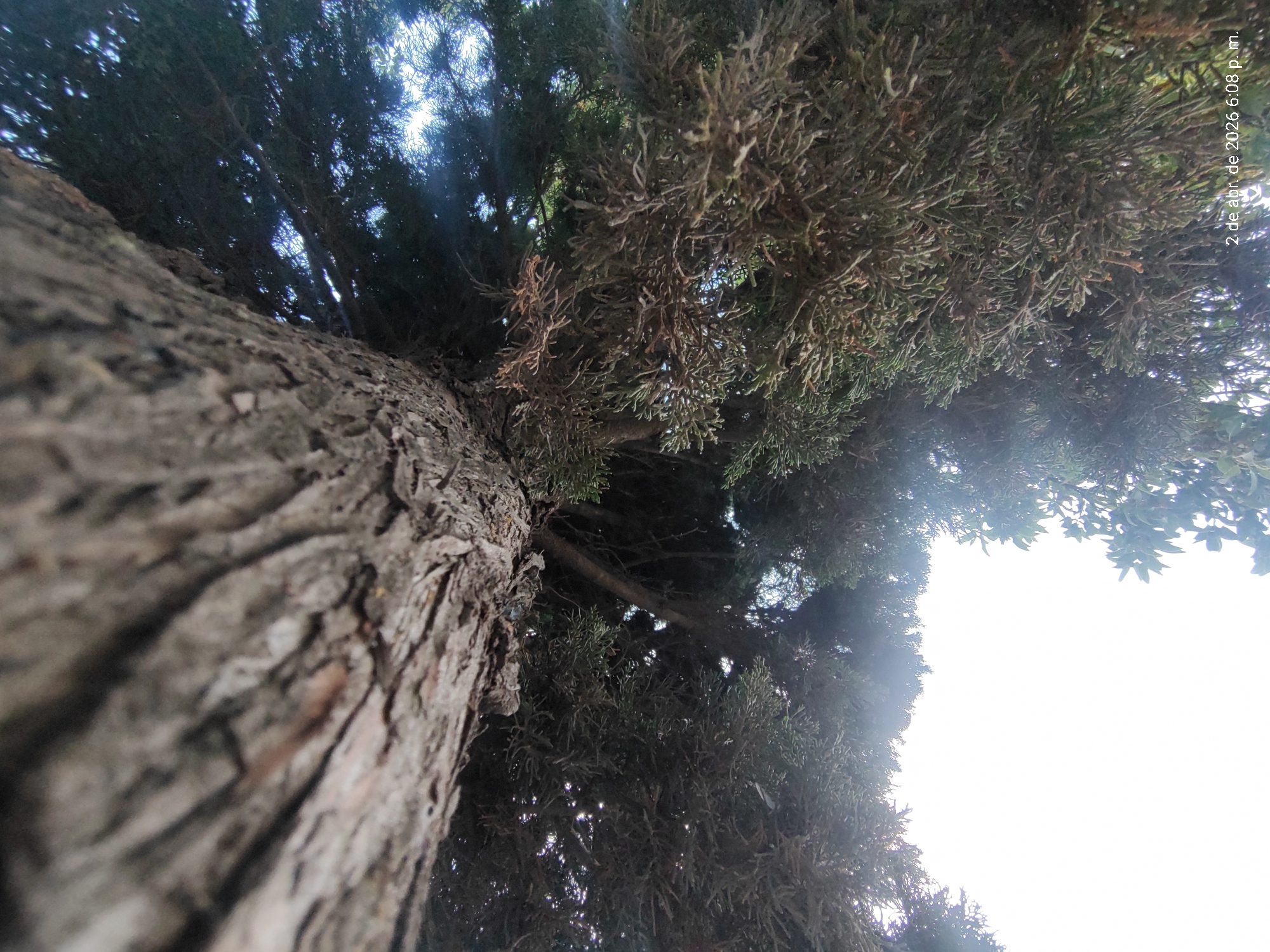 View looking up at a tree trunk with dense green foliage. The tree bark is rough and textured. The sky is visible through the branches. The location is Villa Domínico, Argentina, as indicated by the text "2 de abr. de 2026 6:08 p.m." in the upper right corner, which suggests the date and time the image was taken in a format common in Spanish-speaking countries.