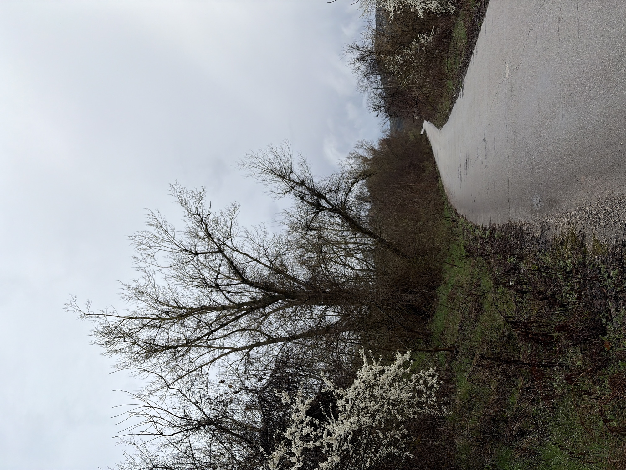 A rural road is visible, winding between trees and greenery under a cloudy sky. The trees are mostly bare except for some with white blossoms. The road surface is asphalt. The location is unknown, in Bulgaria. There are no people visible.