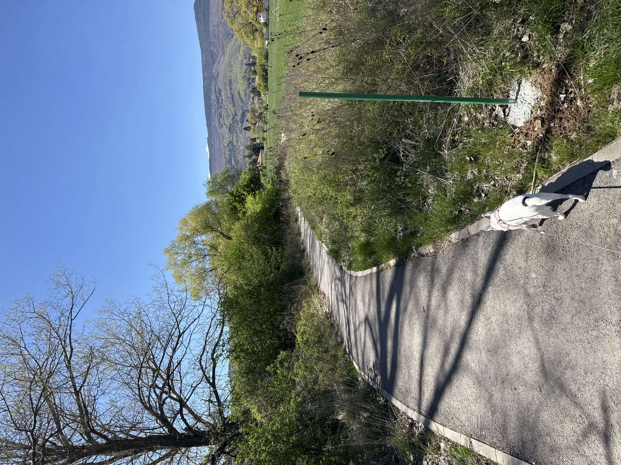 A daytime scene shows a paved path in a natural environment. A white dog with a pink collar is on the right side of the path, facing away from the camera. The path curves slightly, with trees and vegetation lining both sides. A green metal pole stands on the right side of the path, near a patch of disturbed dirt or gravel. In the background, a mountain range is visible under a clear blue sky. Based on the appearance of the landscape, this could be located around Sofia, Bulgaria.