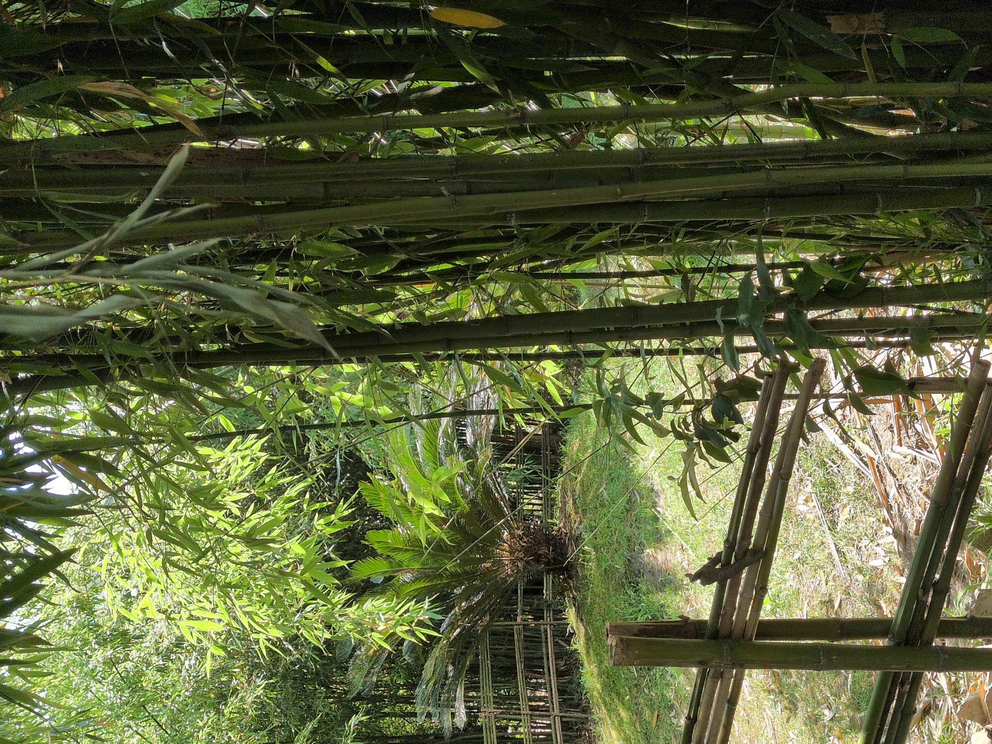 The image depicts a dense bamboo forest with a central pathway. The bamboo stalks are dominant, forming a natural canopy with their long, slender leaves. Sunlight filters through the leaves, creating a dappled effect on the ground and highlighting the vibrant green foliage.
In the middle of the scene, a pathway is visible, bordered by a rustic fence made of bamboo. To the right of the pathway, a cycad plant stands out with its characteristic palm-like fronds. The ground is covered in grass and dry leaves, suggesting a natural, uncultivated environment.
The overall impression is one of tranquility and natural beauty. The time of day appears to be daytime, with bright sunlight. The location is likely a tropical or subtropical region, given the presence of bamboo and cycads. No people or text are visible in the image.