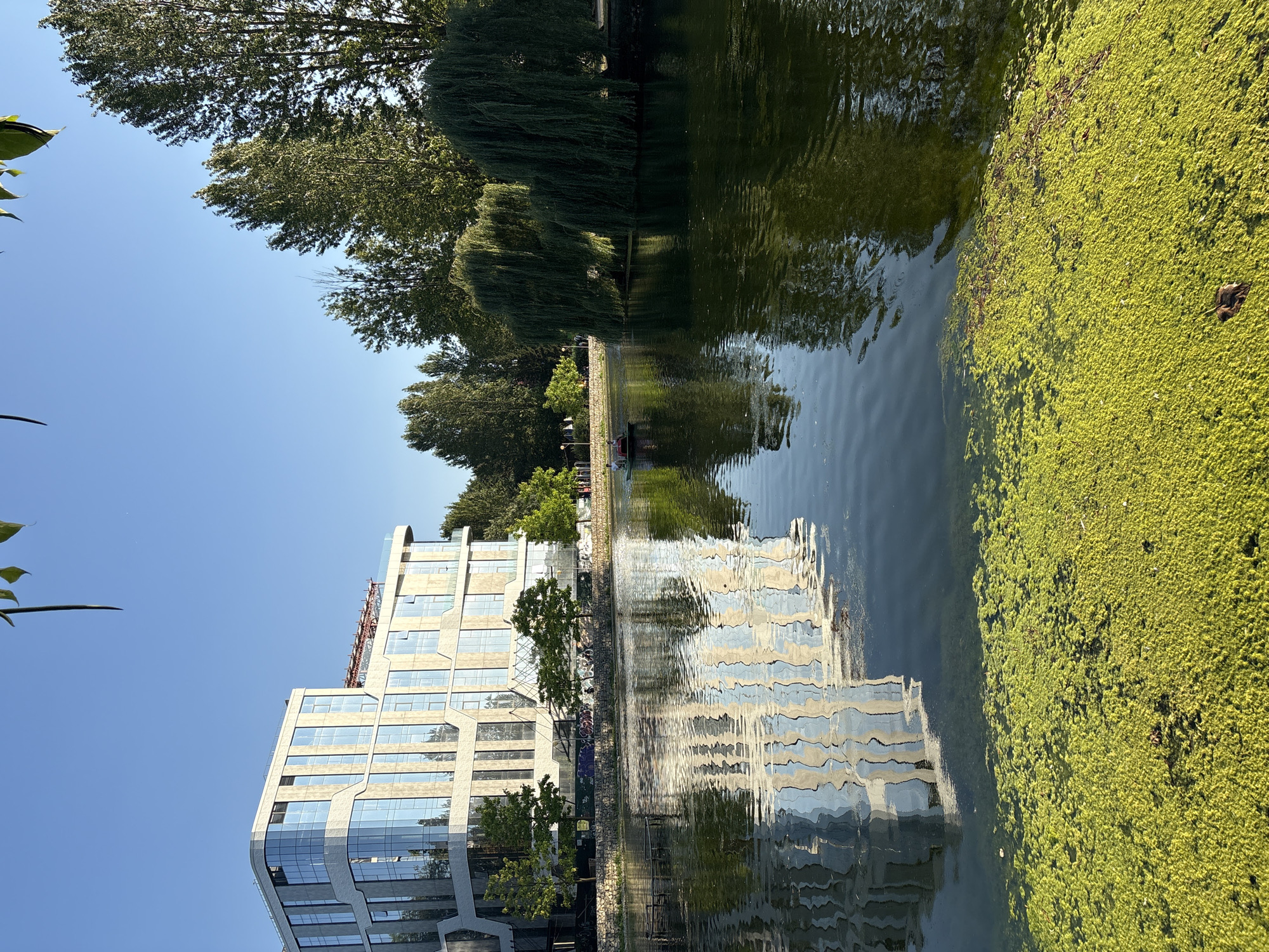 The image depicts a serene waterscape adjacent to a modern building and lush greenery. In the foreground, a thick carpet of bright green algae covers the surface of the water, contrasting with the darker, rippling water beyond. Reflected in the water are the architectural lines of a contemporary building with a curved facade and numerous windows, suggesting an urban setting.
To the right of the building, a row of tall trees, including several with weeping branches, forms a dense backdrop. The sky above is a clear, bright blue, indicating fair weather.
In the middle ground, a small pedal boat with two occupants is visible on the water, adding a human element to the scene. Further back, along the edge of the water, a low stone wall and some fencing are present. The overall impression is one of a peaceful park or recreational area integrated with modern architecture.
This scene is characteristic of the area around the Ternopil Pond, a prominent landmark within the city of Ternopil, Ukraine. Specifically, the building's modern design and its proximity to the pond suggest it could be one of the newer structures developed along the waterfront, likely in the vicinity of the Ternopil Regional Administration building or the surrounding business and recreational complexes. The presence of the pond itself, along with the mature trees and the recreational activity of boating, strongly points to this location.
