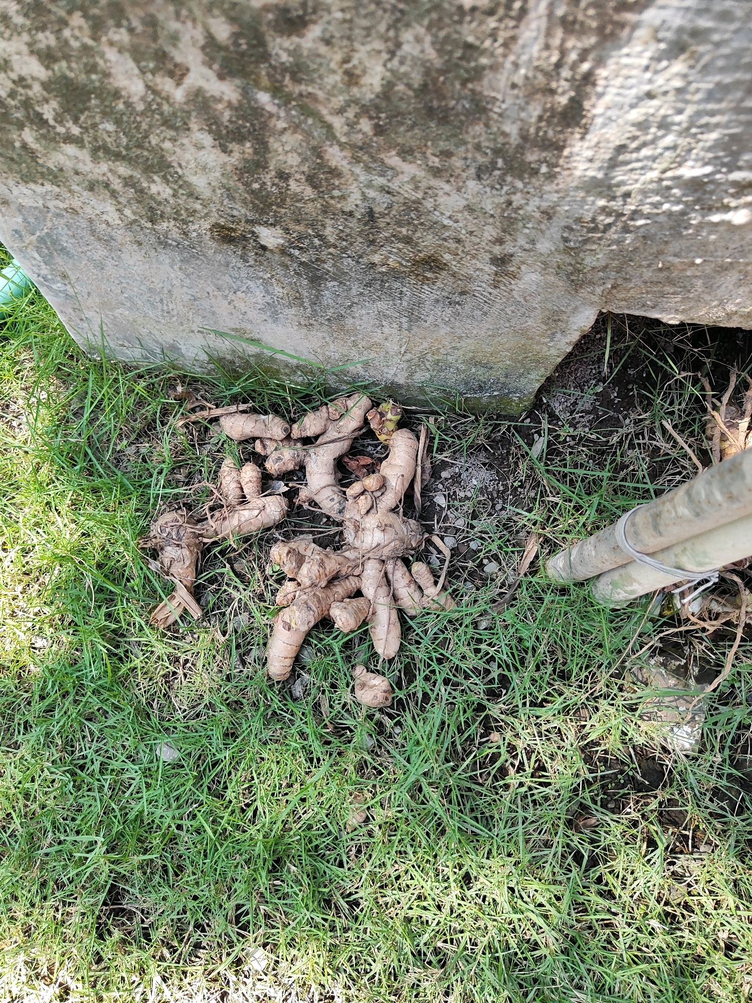 A pile of ginger rhizomes are lying on the ground next to a concrete structure. The ginger is light brown and wrinkled, with some dried leaves attached. The ground is covered in green grass and dark soil. In the background, two wooden stakes are tied together with wire. The concrete structure appears weathered and has moss growing on it. The scene is outdoors, likely in a garden or yard in Kotakulon, Indonesia.