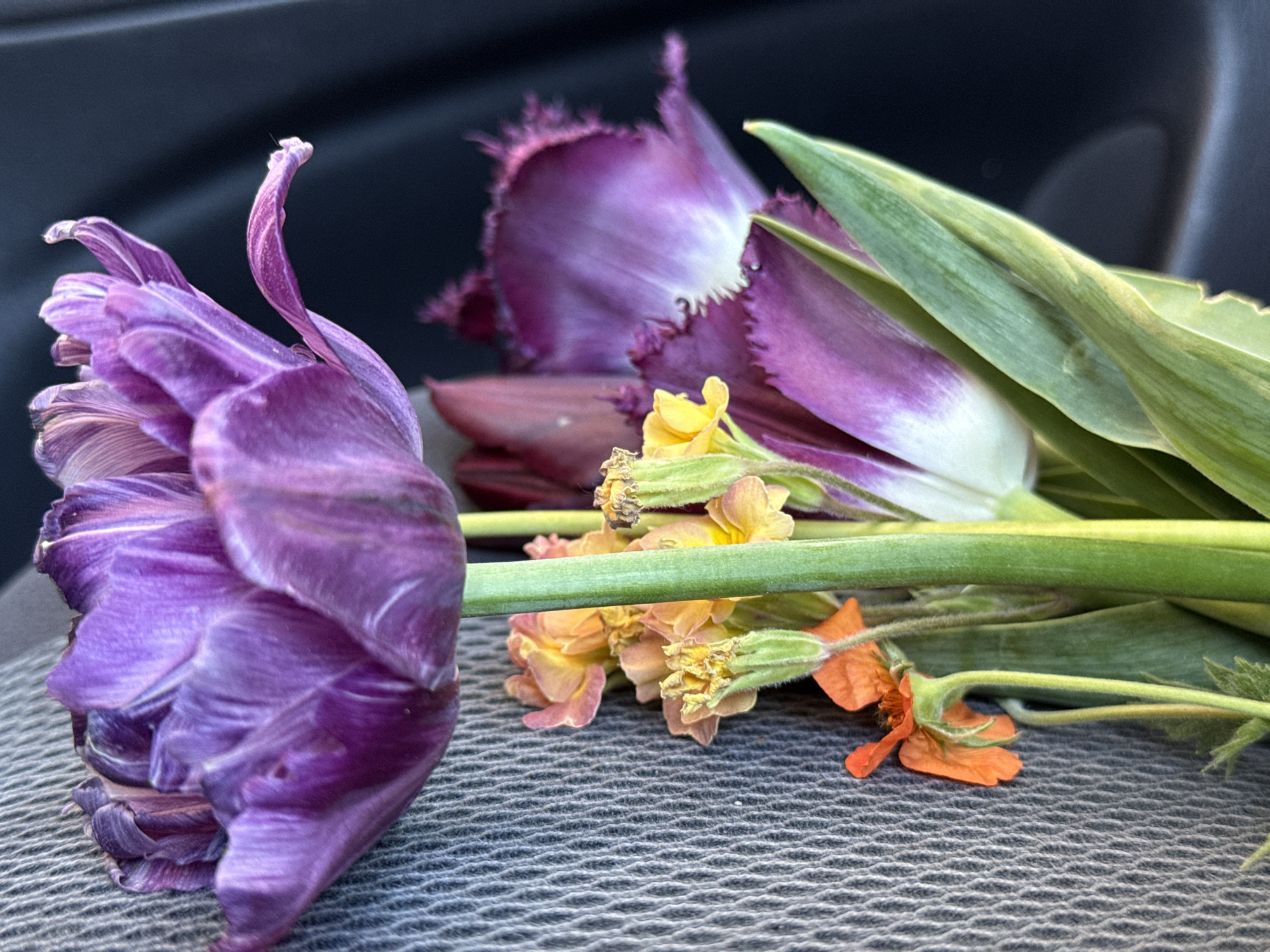 A close-up shot depicts a bouquet of flowers resting on a textured, possibly gray, surface. The bouquet features a prominent, partially wilted purple tulip with curled petals. Behind it, another tulip with fringed edges shows purple and white coloration. Green leaves are also present, along with small yellow and orange flowers. The background is dark and out of focus. There is no specific evidence in the image to suggest that it was taken in the city of Chaikovsky, Russia. The details suggest the scene might be indoors, perhaps on a car seat or similar surface.