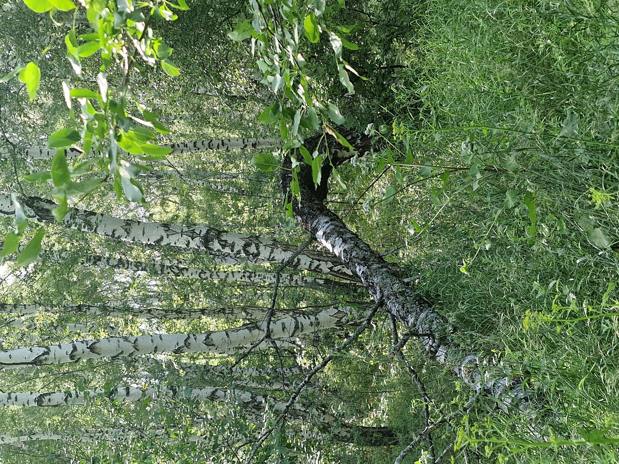 The image depicts a birch forest in Kashgar City, China, during the daytime. The foreground features lush green grass and foliage, with a fallen birch tree trunk lying horizontally across the scene. The trunk is textured with greyish-white bark and appears to be decaying, covered in moss and lichens. Several upright birch trees, characterized by their white bark with black markings, are visible in the background, interspersed with dense green leaves. Sunlight filters through the canopy, creating dappled light and shadow effects on the forest floor. No people or animals are present in the frame. The overall impression is one of a natural, untamed forest environment.