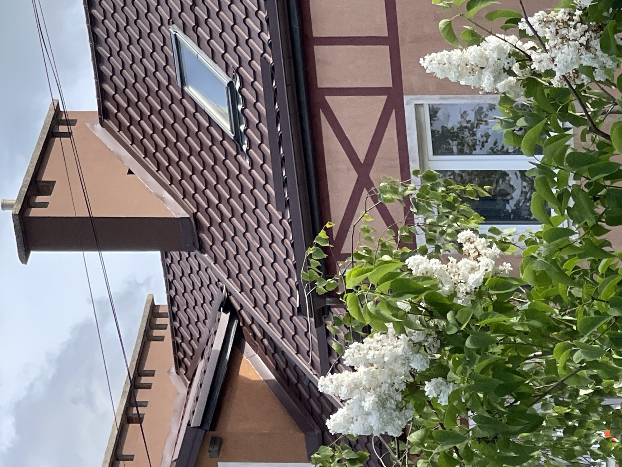 This image depicts the upper floors of a building with a brown, tiled roof, a prominent brown chimney, and a skylight. The building's facade features a combination of stucco and decorative dark red trim in a half-timbered style. In the foreground, blooming white lilac bushes with green leaves obscure a portion of the building, including a white-framed window. The sky above is overcast with clouds. The scene is located in Zelenogradsk, Russia.