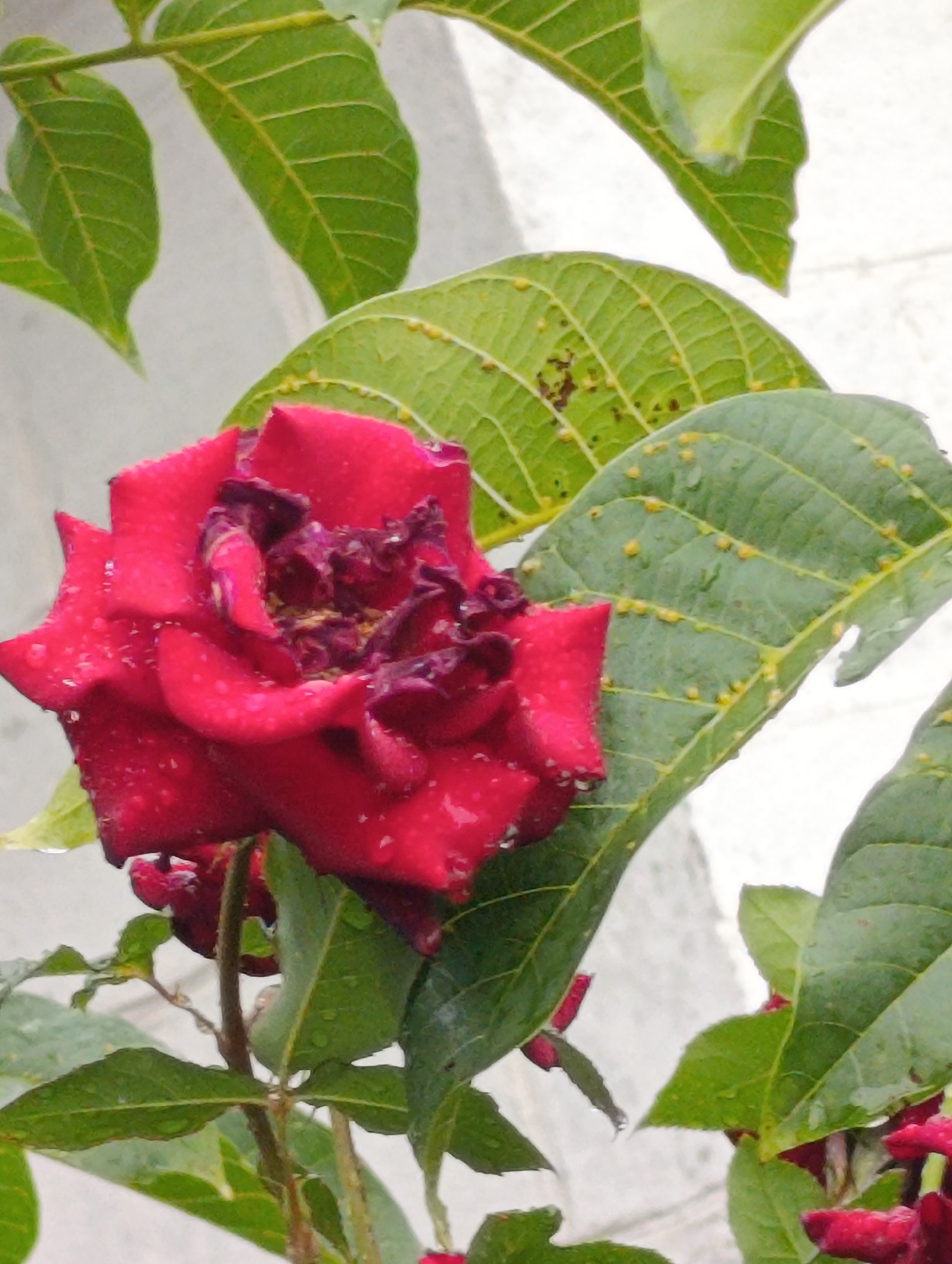 A close-up shot captures a vibrant red rose with water droplets on its petals, set against a backdrop of green leaves and a light-colored wall. The rose is partially open, revealing its intricate inner structure. Some of the leaves exhibit small, yellowish bumps and dark spots, possibly indicating a natural occurrence or a minor ailment. The scene is illuminated by natural light, creating a slightly diffused and softened effect. The image does not contain any discernable elements or context that would allow for its specific location within the city of Fastiv, Ukraine.