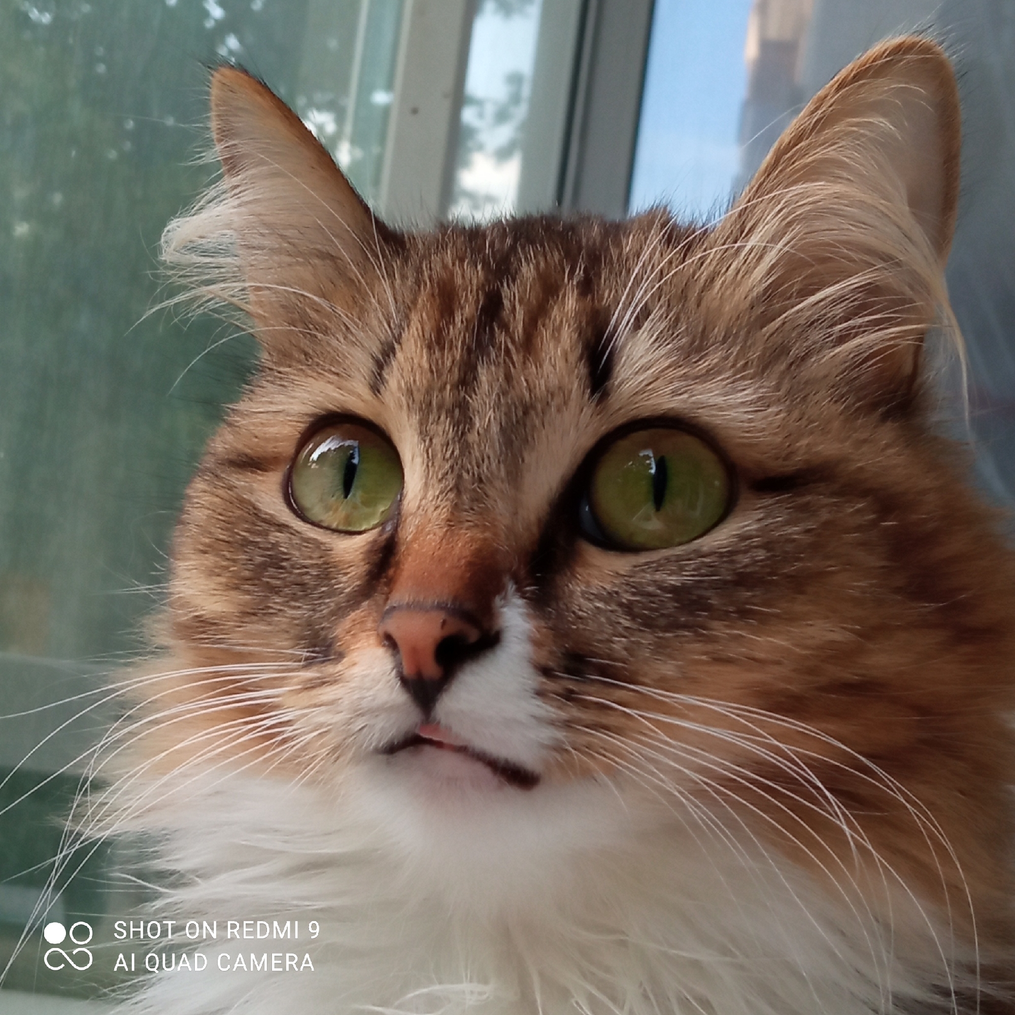 A close-up, eye-level portrait of a tabby cat with striking green eyes is captured in an indoor setting, likely near a window, given the reflections and background elements. The cat is facing slightly to the left, its gaze directed upwards and to the left, with its mouth slightly open. Its fur is a mix of brown, white, and orange tabby markings, with fluffy white fur around its neck and chest. The cat's whiskers are long and prominent. The background is out of focus, showing a greenish, textured surface on the left and a blurred window frame with hints of blue sky and trees on the right. The image appears to have been taken with a smartphone, as indicated by the watermark in the bottom left corner which reads "SHOT ON REDMI 9 AI QUAD CAMERA." The location of Chaikovsky, Russia, is not depicted in the image; this is a detail that cannot be determined from the visual information provided.