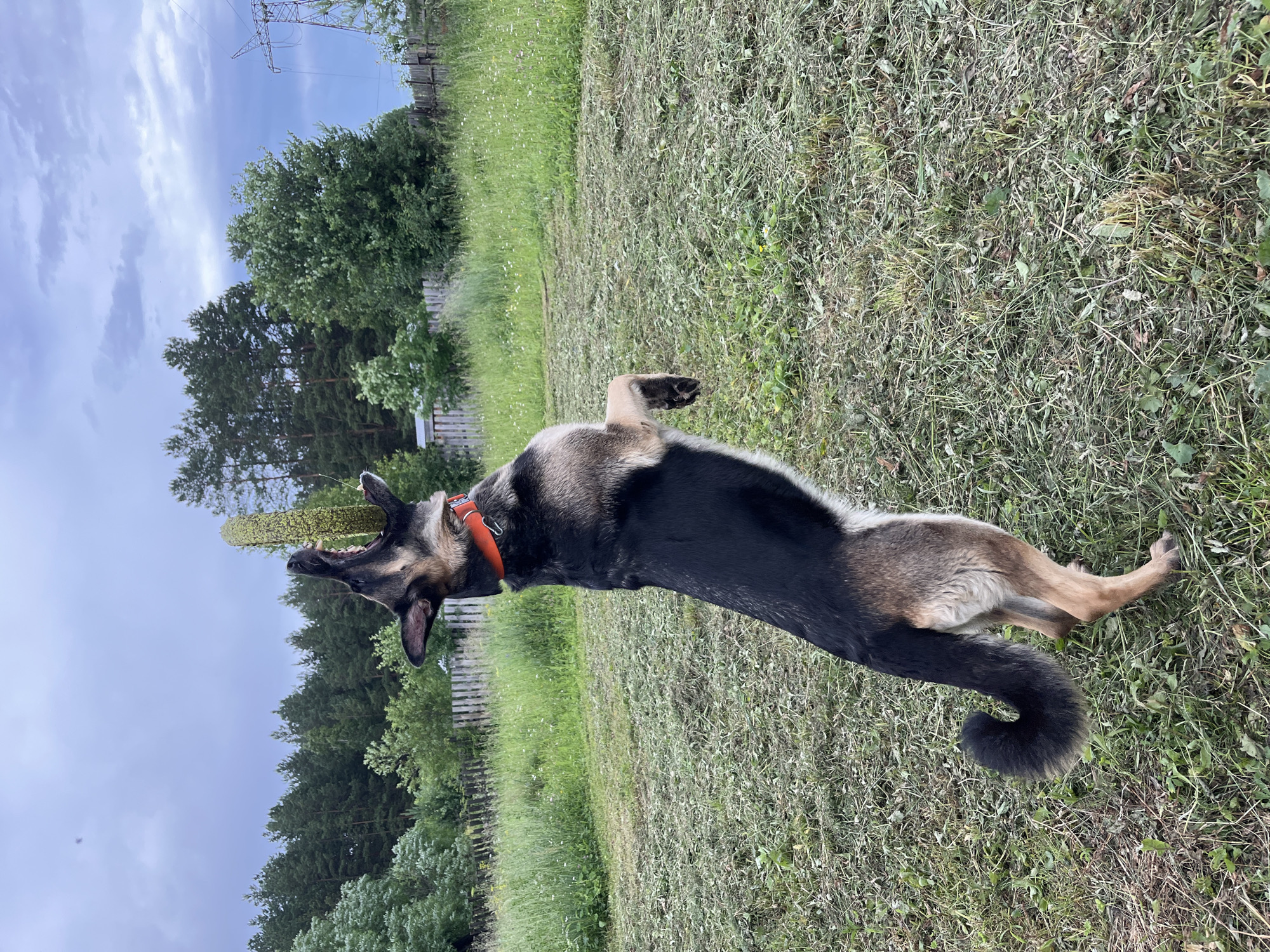 An adult German Shepherd dog with a black and tan coat and an orange collar is captured mid-air in a rural outdoor setting, jumping to catch a green, cylindrical object in its mouth. The dog is positioned in the center of the frame, with its body extended vertically and its head tilted upwards. The ground is covered in cut grass, and in the background, there is a wooden fence, trees, and a cloudy sky with power lines visible on the right. The location is specified as Nizhny Tagil, Russia.