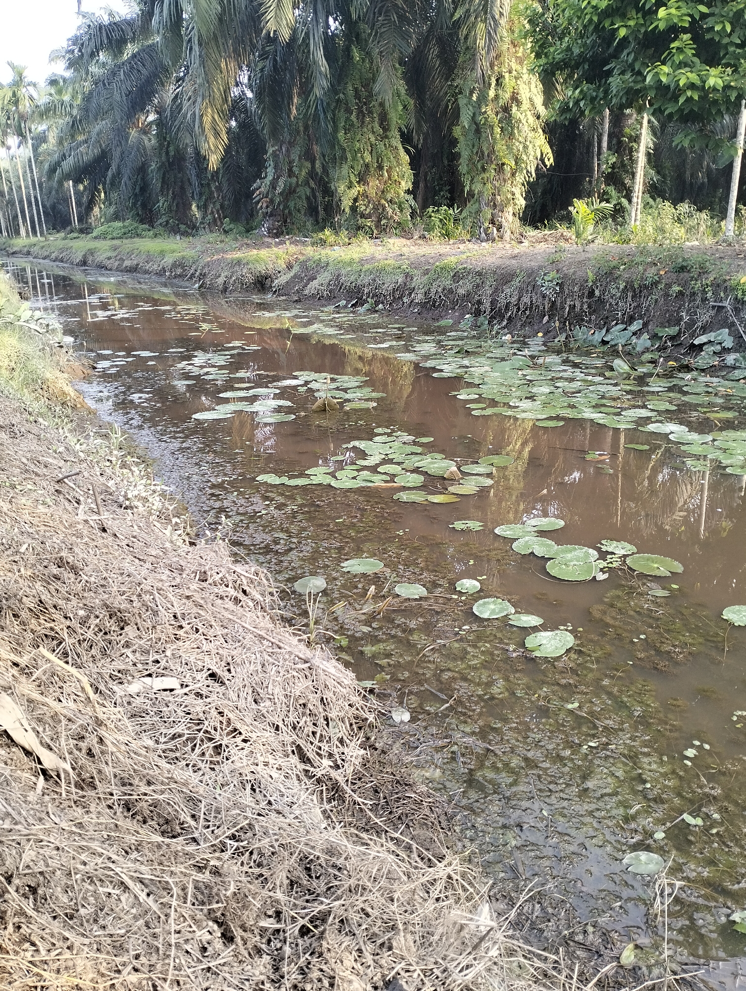 The image depicts a narrow, muddy waterway bordered by dense vegetation and palm trees on the left bank, and a more natural embankment with dry grasses on the right. The water is murky brown and covered with numerous lily pads and some submerged aquatic plants. The background on the left shows a line of tall, slender palm trees and larger, leafy trees further back. The embankment on the right is covered in dried grass and dirt. The lighting suggests it is daytime, possibly morning or late afternoon, given the shadows. The scene appears to be a drainage canal or a small river in a rural or semi-rural area. It is located in Mandala Jaya, Indonesia.