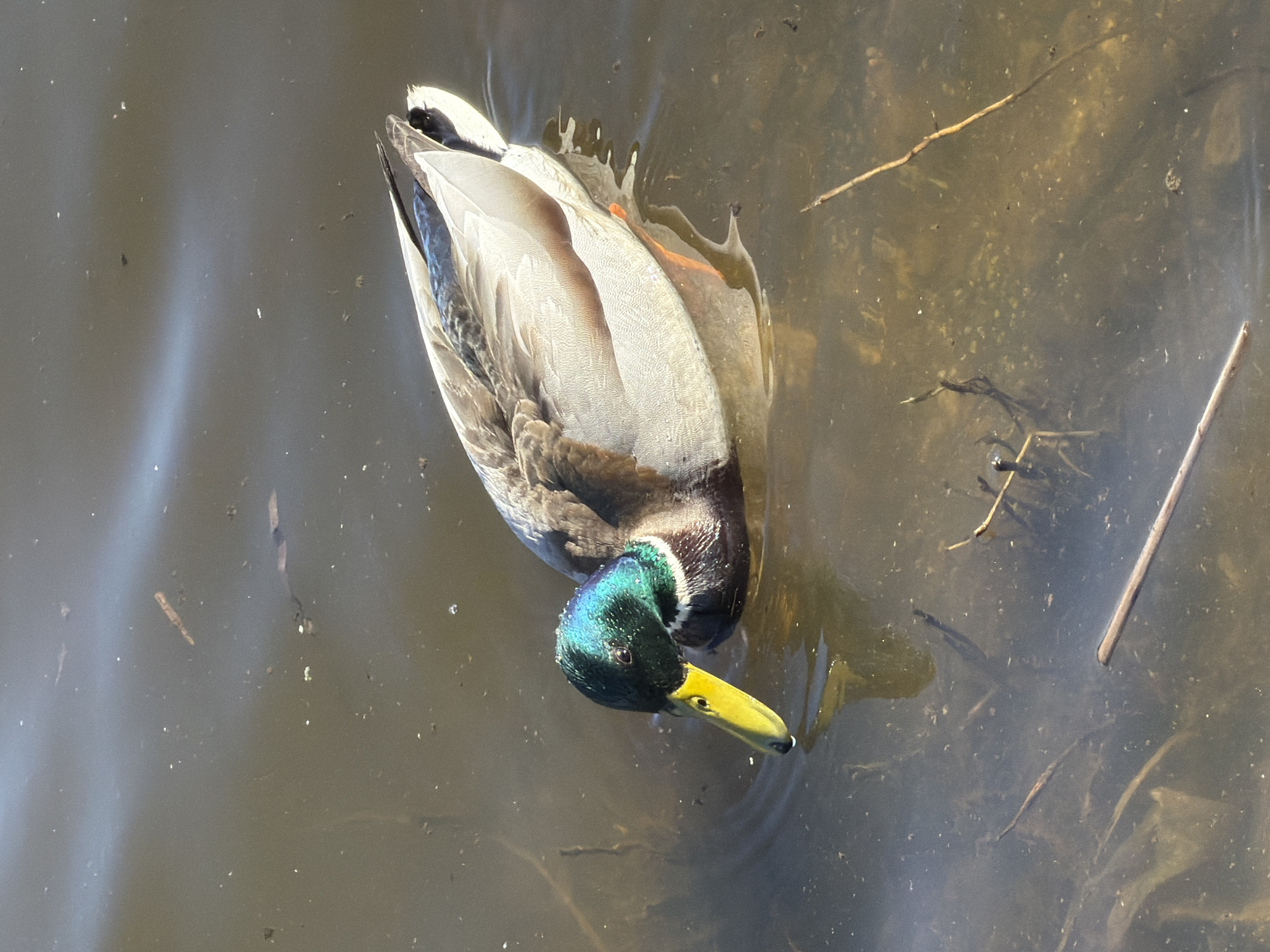 A mallard duck floats in a body of water. The duck is positioned toward the top left of the frame, its head facing the lower center. Its head is iridescent green, the bill is yellow, and its body is a mix of brown, gray, and white feathers. The water is murky, with some sticks and debris visible. The location in the city of Votkinsk, Russia, is not discernible from the image.
