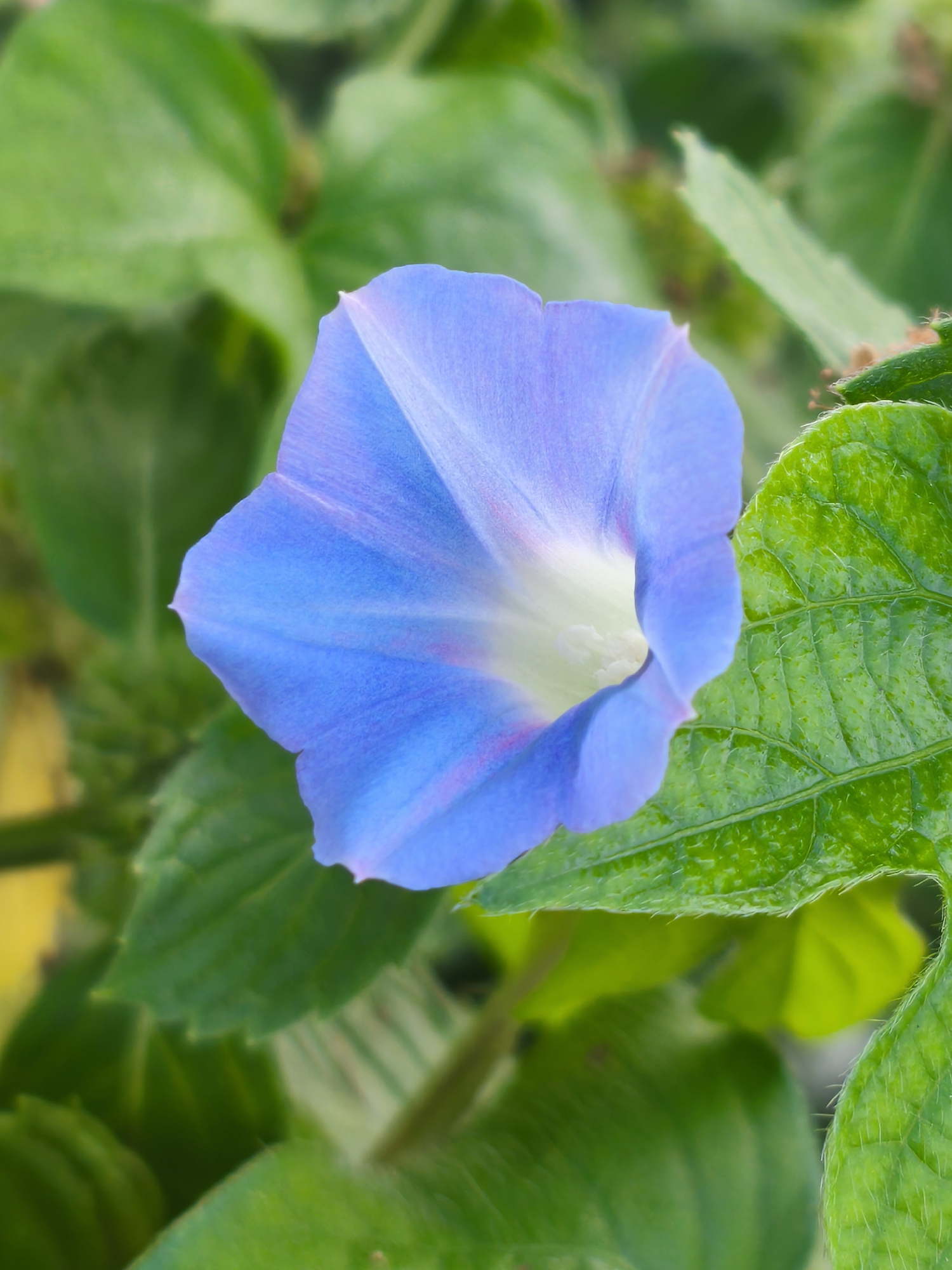 A close-up, eye-level, vertical shot focuses on a vibrant blue morning glory flower in bloom. The flower is positioned slightly left of center, with its trumpet-shaped petals unfurling towards the right and center of the frame. Subtle pink and purple veining can be observed within the petals, transitioning to a creamy white at the flower's throat. Surrounding the bloom are lush, green leaves, some in sharp focus and others softly blurred in the background, creating a sense of depth. The foliage exhibits a slightly textured surface with visible veins and fine hairs along the edges. The lighting appears natural, highlighting the delicate structure of the flower and the vibrant hues of the leaves. The setting is outdoors, likely a garden or naturalized area, with soft, diffused light suggesting an overcast day or shaded location, typical of the natural landscapes found in areas like Asan-si, South Korea, where such flora commonly thrives. No people or specific urban structures are visible; the scene is solely focused on the botanical subject.