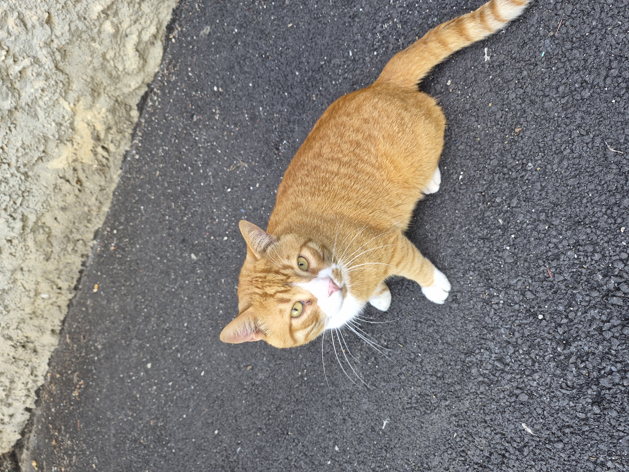 An orange tabby cat with white paws and chest sits on a dark asphalt surface. The cat is facing the camera with its head tilted slightly. Its eyes are a light yellow-green. Behind the asphalt is a rough, textured wall or embankment in shades of gray and beige. The image is taken from a high angle, looking down at the cat.