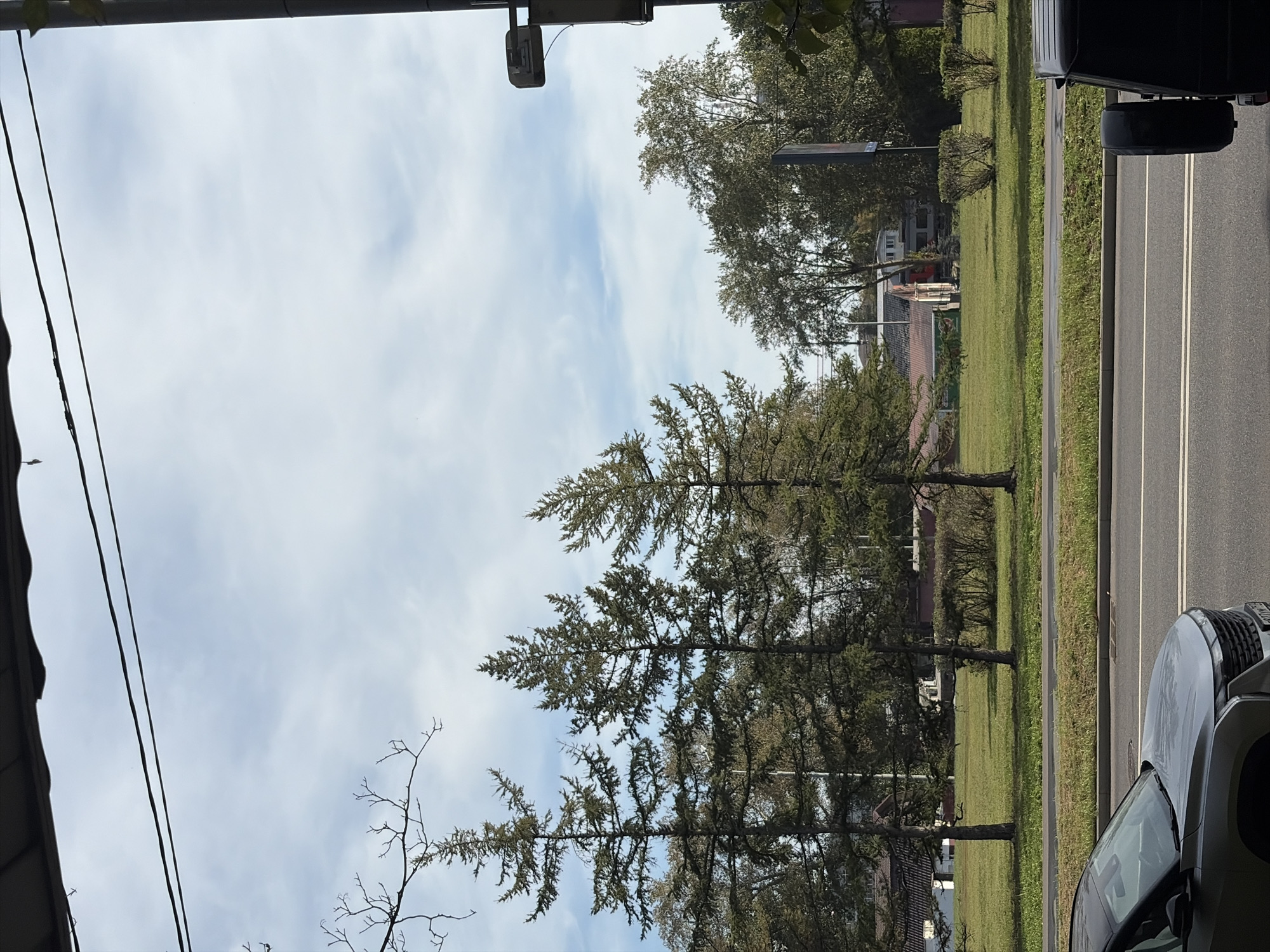 The image shows a view across a road, with cars on the road, and a park area beyond. The park features several tall evergreen trees, a grassy field, some bushes, and buildings in the distance. The sky is partly cloudy. The road appears to be in an urban or suburban setting. The presence of traffic and parked vehicles suggests it is a public road. Based on the architecture of the buildings in the background, particularly the red-tiled roof, it could be located in Moscow, Russia.