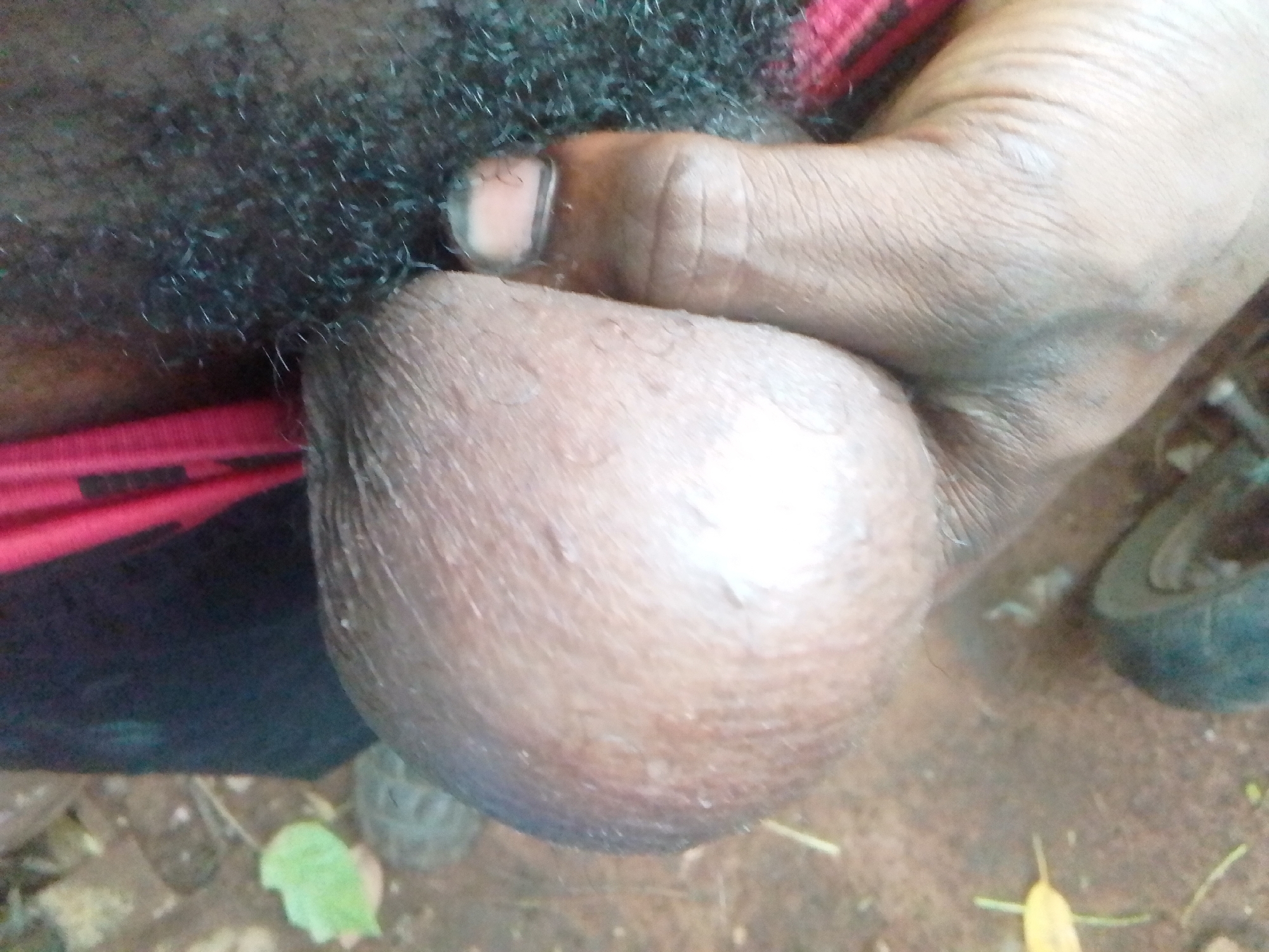The image shows a close-up view of a person's genital area, specifically focusing on a hand grasping a scrotum. The skin tone of both the hand and the scrotum appears to be dark brown.
In the upper left quadrant of the image, there is a dense patch of dark, curly pubic hair. A thumb, with a visible fingernail, is pressing against the pubic hair and the upper part of the scrotum. The hand is gripping the scrotum, which is centrally located in the frame. The skin of the scrotum shows some natural texture and a slightly shiny highlight on its surface, indicating illumination.
To the left and below the pubic hair, a strip of red and black fabric is visible, likely belonging to underwear or shorts.
The background, particularly in the lower and right portions of the image, suggests an outdoor setting. It consists of a brownish, earthy ground with scattered small green and yellow leaves, and some dry straw-like elements. In the far right, part of a dark, circular object, possibly a tire or wheel, can be seen, partially obscured.
The lighting appears to be natural and bright, suggesting it is daytime. No text is visible in the image.