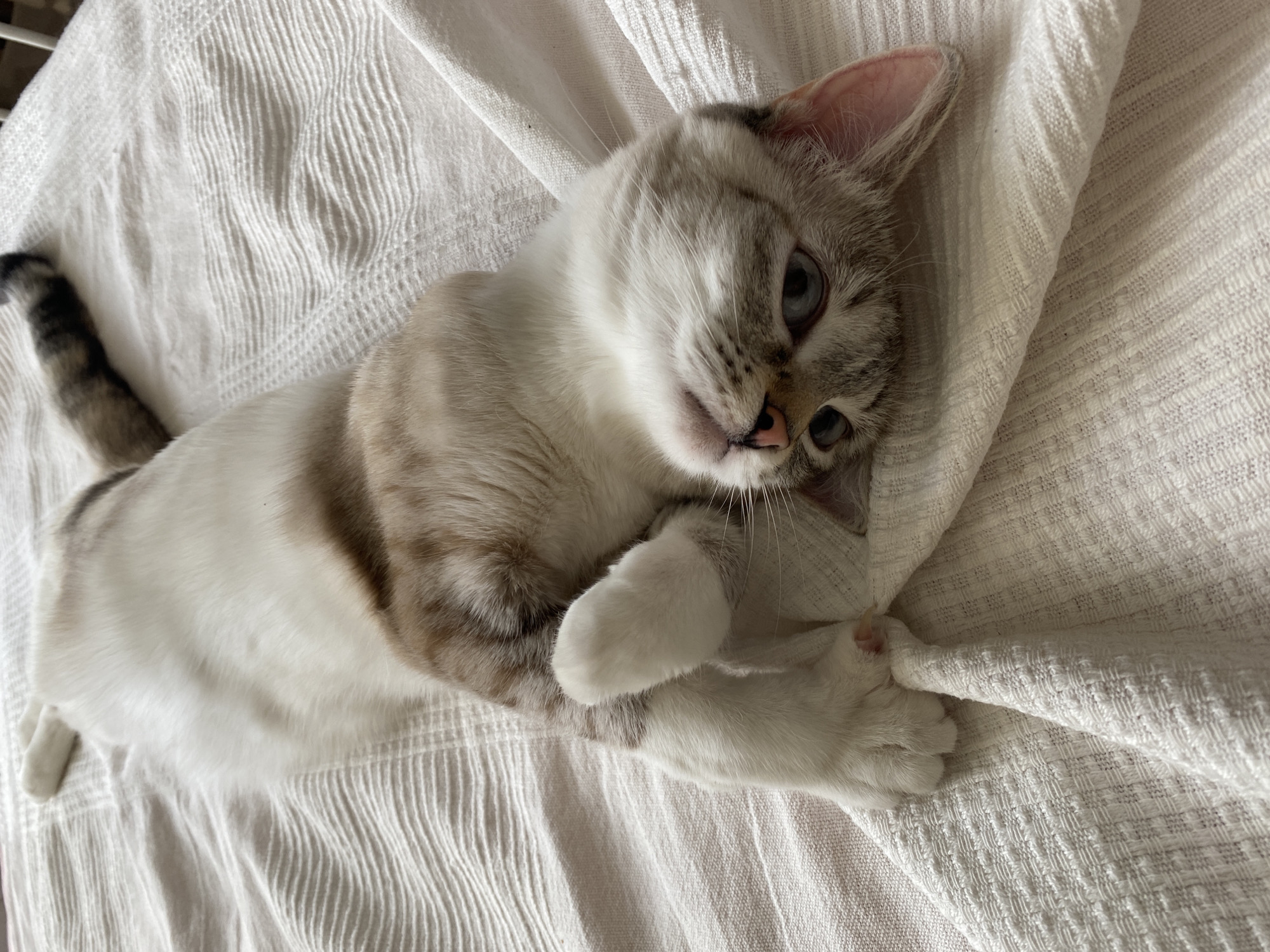 A cat is lying on a white blanket. The cat has light grey and white fur with tabby markings. Its tail is darker grey and black. The cat's eyes are blue. It is lying on its side with its paws curled up. The blanket is textured with a ridged pattern.
This image does not contain any information to determine if it was taken in Yekaterinburg, Russia, or anywhere else.