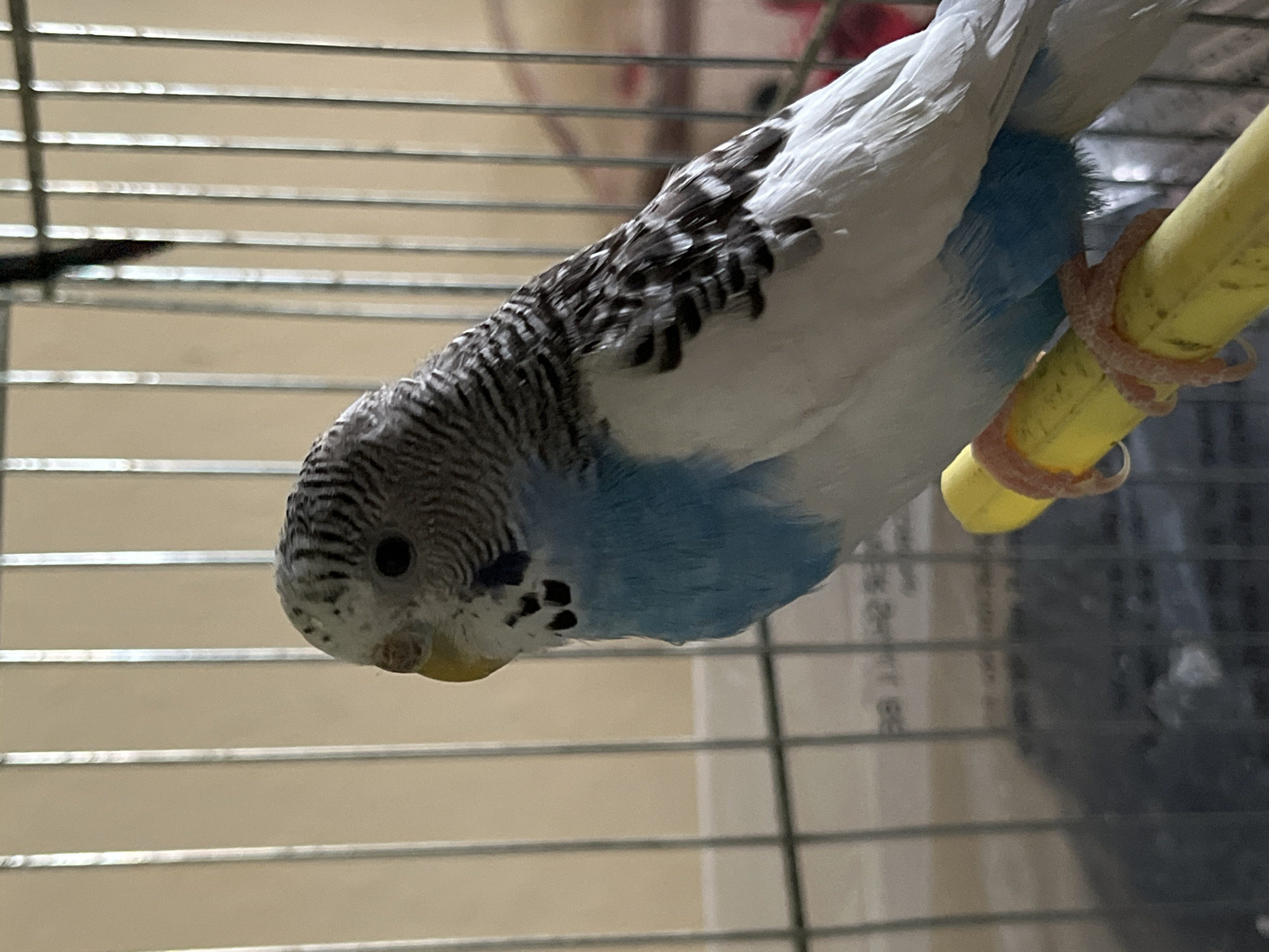 A blue and white budgerigar perches on a yellow perch within a cage. The bird has black stripes on its head and back. The location in the city of Shumen, Bulgaria is indeterminable from the image.