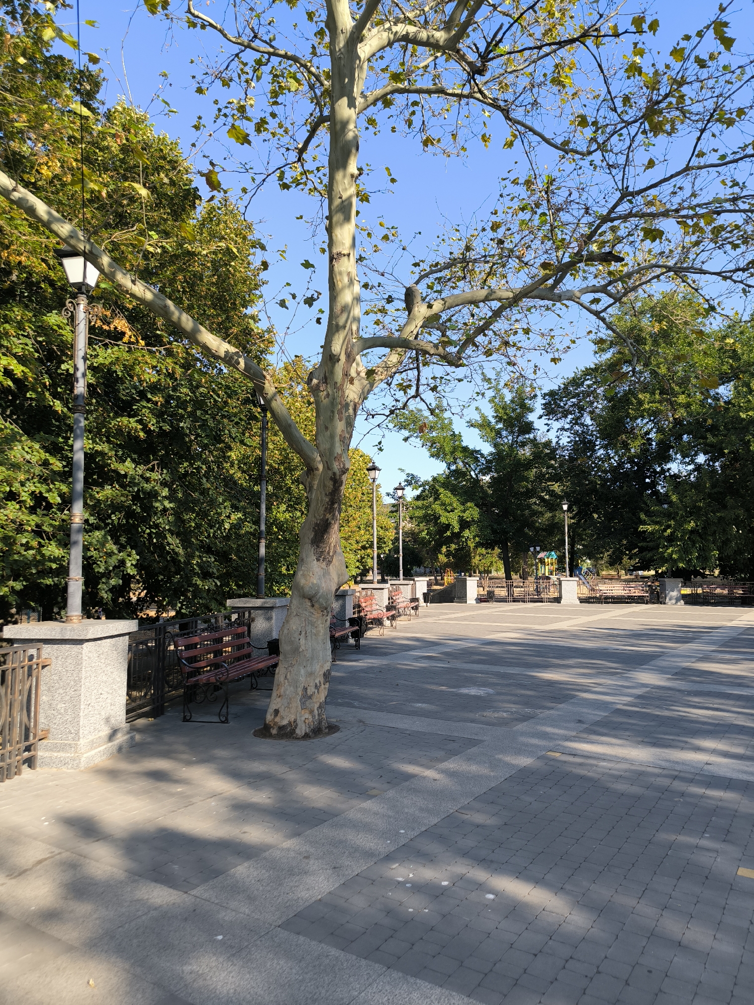 This image depicts an outdoor public space, likely a park or a square, under a clear blue sky. Dominating the foreground is a large tree with a thick, textured trunk and branches extending towards the viewer. The tree has sparse, greenish-yellow leaves, suggesting it might be autumn or early fall.
To the left of the tree, a lamppost with a dark, ornate base and a white lamp fixture is visible. A low stone wall with a dark metal railing runs along the left side of the image, separating the paved area from what appears to be a slightly lower level. Several park benches with dark red seating and ornate metal legs are placed along this wall.
The ground is paved with gray square tiles, arranged in a patterned manner. Shadows from the trees and branches are cast across the paved area, creating a dappled effect.
In the background, more trees with dense green foliage are visible, some with hints of yellow. Beyond the trees, a playground area with colorful structures can be faintly seen. Other lampposts and benches are also present in the middle ground.
The scene is serene and quiet, with no people visible. The lighting suggests it is daytime, likely morning or afternoon, with the sun casting distinct shadows.
Based on visual cues and typical urban park design, this scene is consistent with the area around the City Garden (Miskyi Sad) in Mykolaiv, Ukraine. The presence of the characteristic paved walkways, park benches, lampposts, and mature trees aligns with the aesthetic of this well-known public space in Mykolaiv.