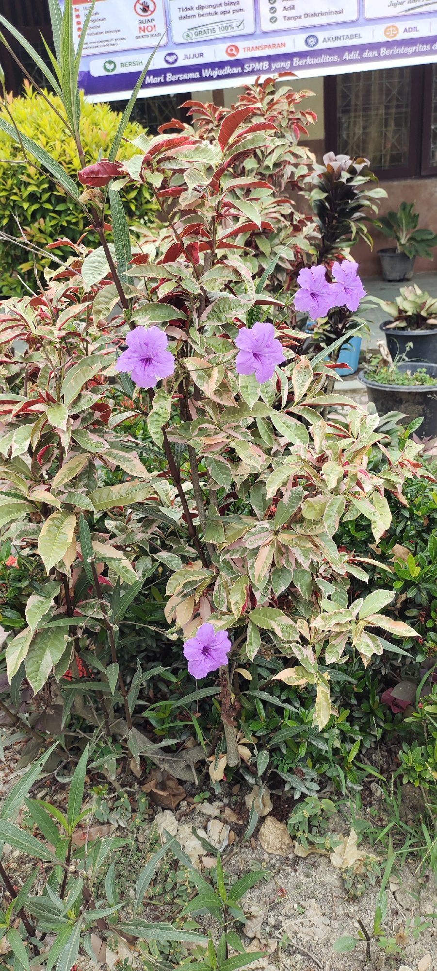 The image depicts a close-up view of a flowering plant with variegated leaves, predominantly green and cream with streaks of red. Several vibrant purple flowers are in bloom on the plant. The plant is situated outdoors in what appears to be a garden or park setting. In the background, there is a wall and some potted plants, suggesting an urban environment. A banner with text in Indonesian, including words like "SPMB," "Berkualitas," "Adil," and "Berintegritas," is visible in the upper portion of the image. The ground is covered with soil, small stones, and dried leaves. The lighting suggests it is daytime. The scene is a static, unposed arrangement of flora and signage, offering no indication of human activity or specific events. The location is identified as Langnibong, Indonesia.