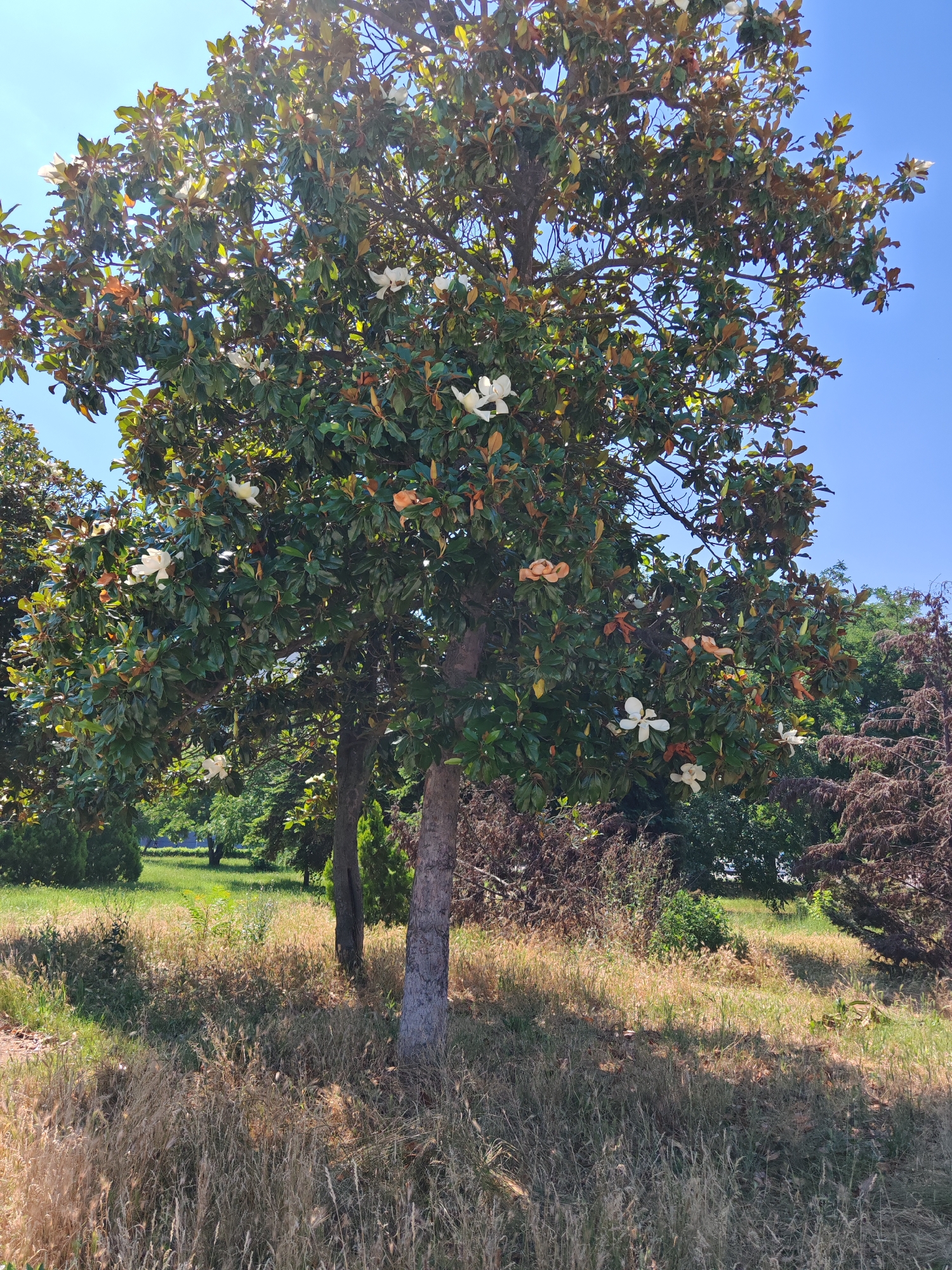 The image shows a mature magnolia tree with white and pale pink blossoms, set against a clear blue sky. The tree has dense foliage with a mix of green and brown leaves, indicating it may be late summer or early autumn. The foreground is filled with dry, golden grass, suggesting a warm, sunny environment. In the background, there are other trees and lush green grass, forming a park-like setting. This scene is consistent with the grounds of the Tsar Simeon Garden in Plovdiv, Bulgaria, a popular public space known for its diverse flora. No people are visible in the image. The lighting suggests it is midday.
