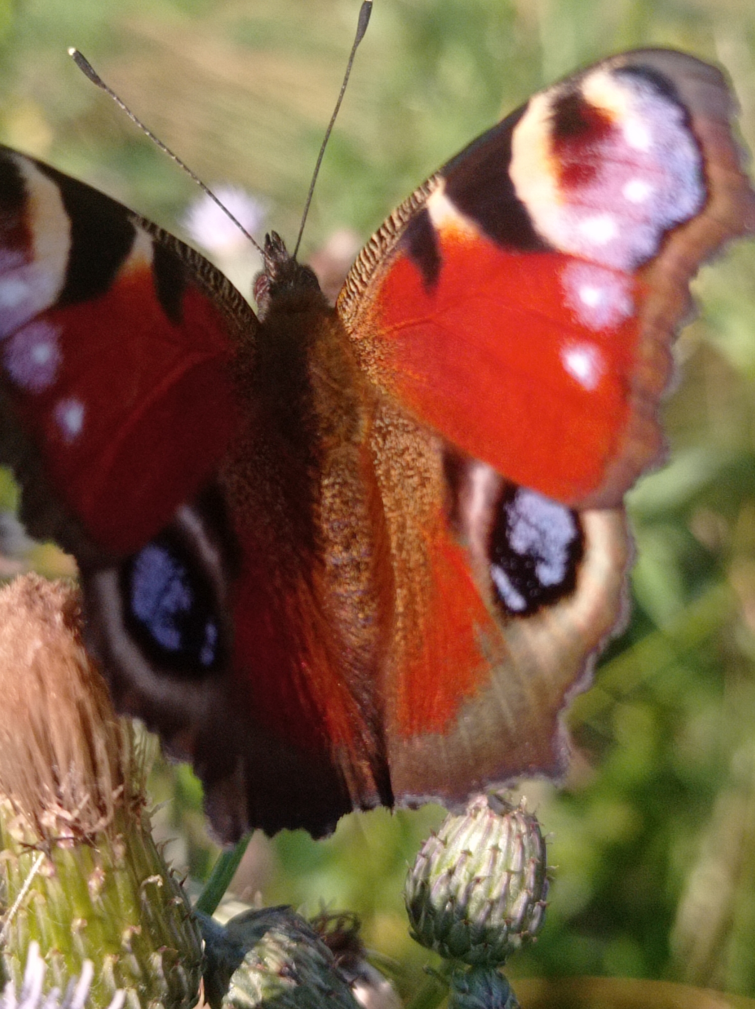 A peacock butterfly rests on a thistle bud, its wings spread wide to reveal intricate patterns of red, black, white, and blue. The butterfly's antennae are visible, extending upward from its head. The thistle bud is green and spiky, with hints of purple flowers in the background. The scene is bathed in natural light, suggesting an outdoor setting. The image appears to have been taken in Degtyarsk, Russia.