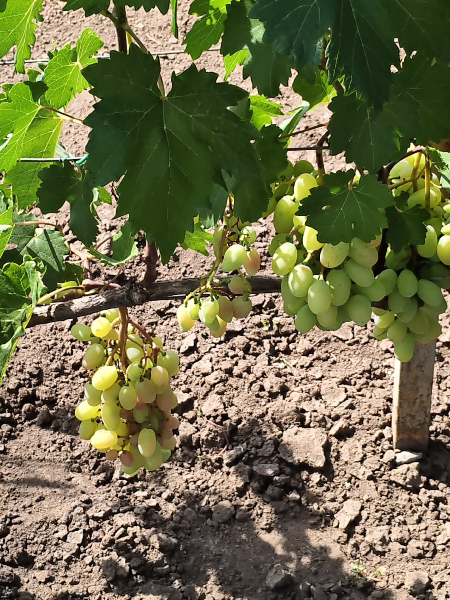 The image shows a close-up view of green grapes hanging from a vine in an outdoor setting. The grapes are a pale green color and are clustered together in bunches. Some of the grapes are partially obscured by the vine's large green leaves. The background consists of dry, brown soil with small rocks and debris scattered across it. A thin wooden stake is visible on the right side of the image, supporting the vine. The lighting suggests it is daytime, with shadows cast on the ground, indicating sunlight. The scene appears to be a vineyard or garden.