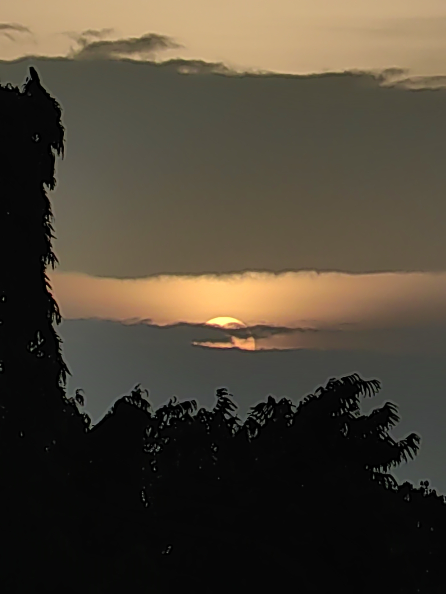 The image depicts a silhouetted view of trees against a sunset sky. The sun is partially obscured by clouds, casting a warm orange glow. The silhouette on the left appears to be a tall, leafy tree, possibly a palm tree. The silhouette in the foreground and across the bottom of the frame is a dense arrangement of tree branches and foliage. The sky is a gradient of colors, transitioning from a pale yellow at the horizon to a muted gray at the top. There are no people or human activities visible in the image. The scene is likely captured in an outdoor setting, potentially a park or residential area in Jalgaon, India, given the context provided.