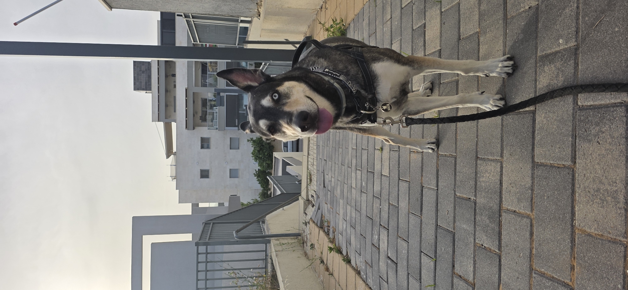 A medium-sized dog stands on a paved sidewalk beside a low retaining wall with a metal railing. The dog has a black and grey coat with white markings on its chest and legs and light blue eyes. Its tongue is sticking out slightly. It wears a black harness with a zebra-striped pattern and a leash attached. Behind the dog are apartment buildings and a sky indicating either sunrise or sunset. The location is the city of Sderot, Israel.
