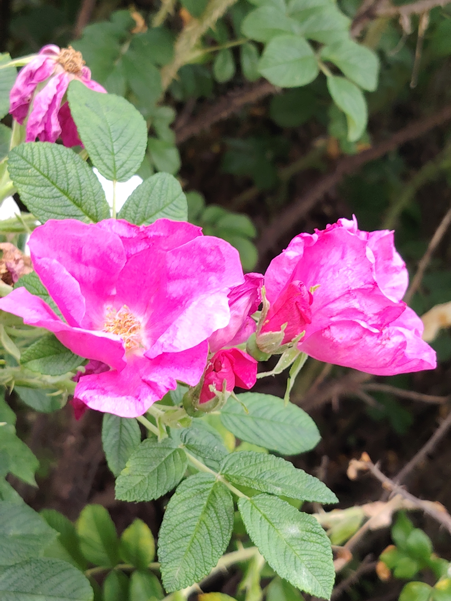 This is a close-up photograph of a bush with several pink roses and green leaves. The roses are vibrant and in various stages of bloom, with one fully open, revealing its delicate petals and stamens. Another rose is partially open, showcasing its deep pink bud, and a third, to the left, appears to be wilting, with faded pink petals. The leaves are a rich green, textured, and some have a slightly pale, almost powdery appearance, possibly due to a natural coating or a light dusting. The background is blurred, with darker green foliage and hints of brown branches, suggesting a natural outdoor setting. The lighting appears to be soft, indicating it might be daytime with overcast conditions or early morning/late afternoon. The image evokes a sense of natural beauty and the ephemeral quality of flowers. There is no visible text in the image. Given the context of Moscow, Russia, this could be a rose bush in a garden or park in the city.