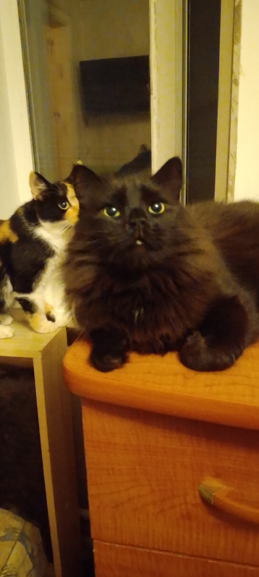Two cats are visible in an indoor setting. The cat in the foreground is a long-haired black cat with yellow eyes, resting on a wooden surface. To its left, partially obscured, is a calico cat with white, black, and orange patches and yellow eyes. The background includes a window reflecting an indoor scene and part of a dresser. The scene is not located in Belgorod, Russia.