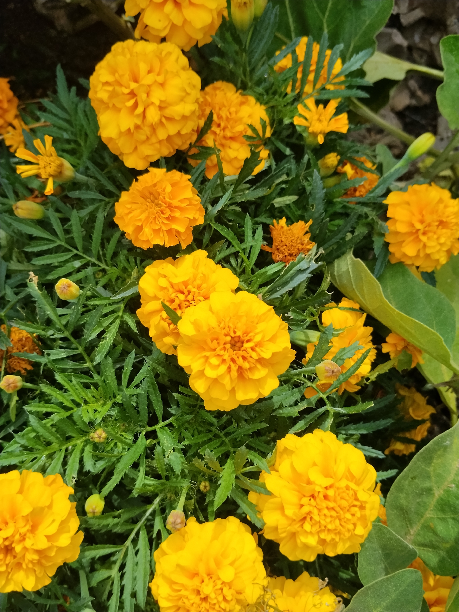 A close-up, overhead view captures a cluster of vibrant yellow marigolds in bloom. The flowers, with their densely packed petals, exhibit varying stages of opening, with some fully bloomed and others still budding. The green, feathery foliage of the marigold plants creates a lush backdrop. Several larger, fully open marigolds dominate the foreground and midground, their bright yellow petals catching the light. Smaller buds and some withered blooms are also visible, suggesting the dynamic nature of the plant's life cycle. In the upper left and right of the image, hints of a darker, out-of-focus background suggest a natural setting, possibly a garden or park. The image does not provide any information to determine its location within the city of Kokshetau, Kazakhstan.