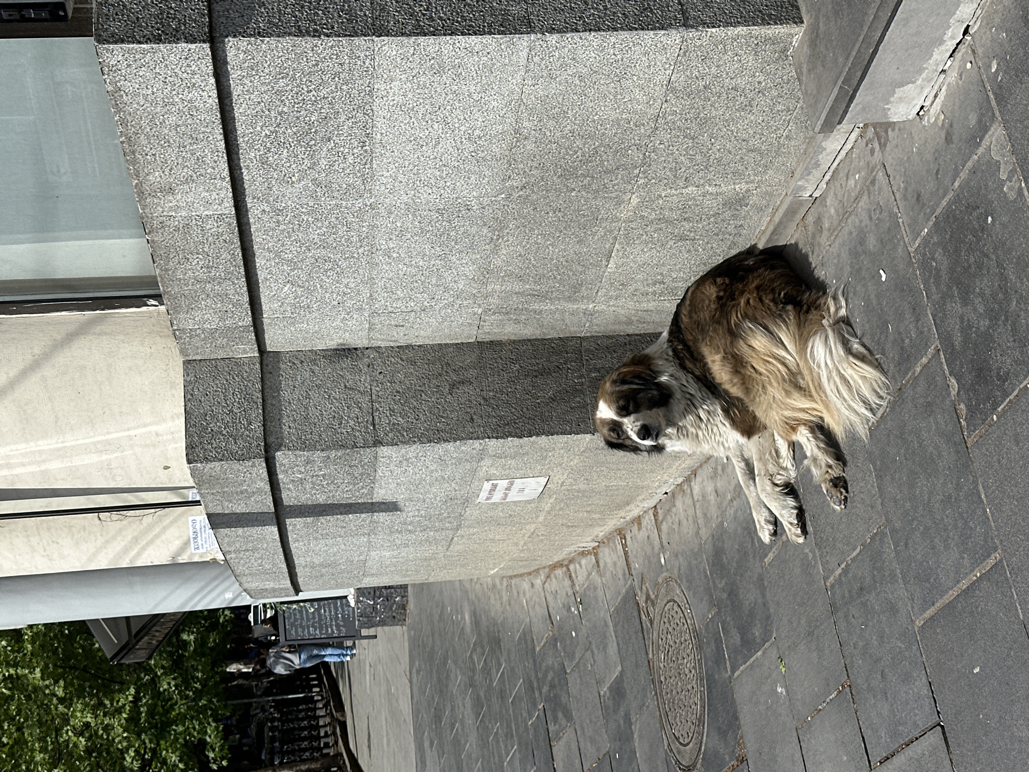 A dog lies on a sidewalk in Tbilisi, Georgia. The sidewalk is made of gray stone tiles, and a manhole cover is visible. The dog is large with a mix of brown, white, and black fur. It lies next to a gray stone wall of a building. People are visible in the background under an awning.