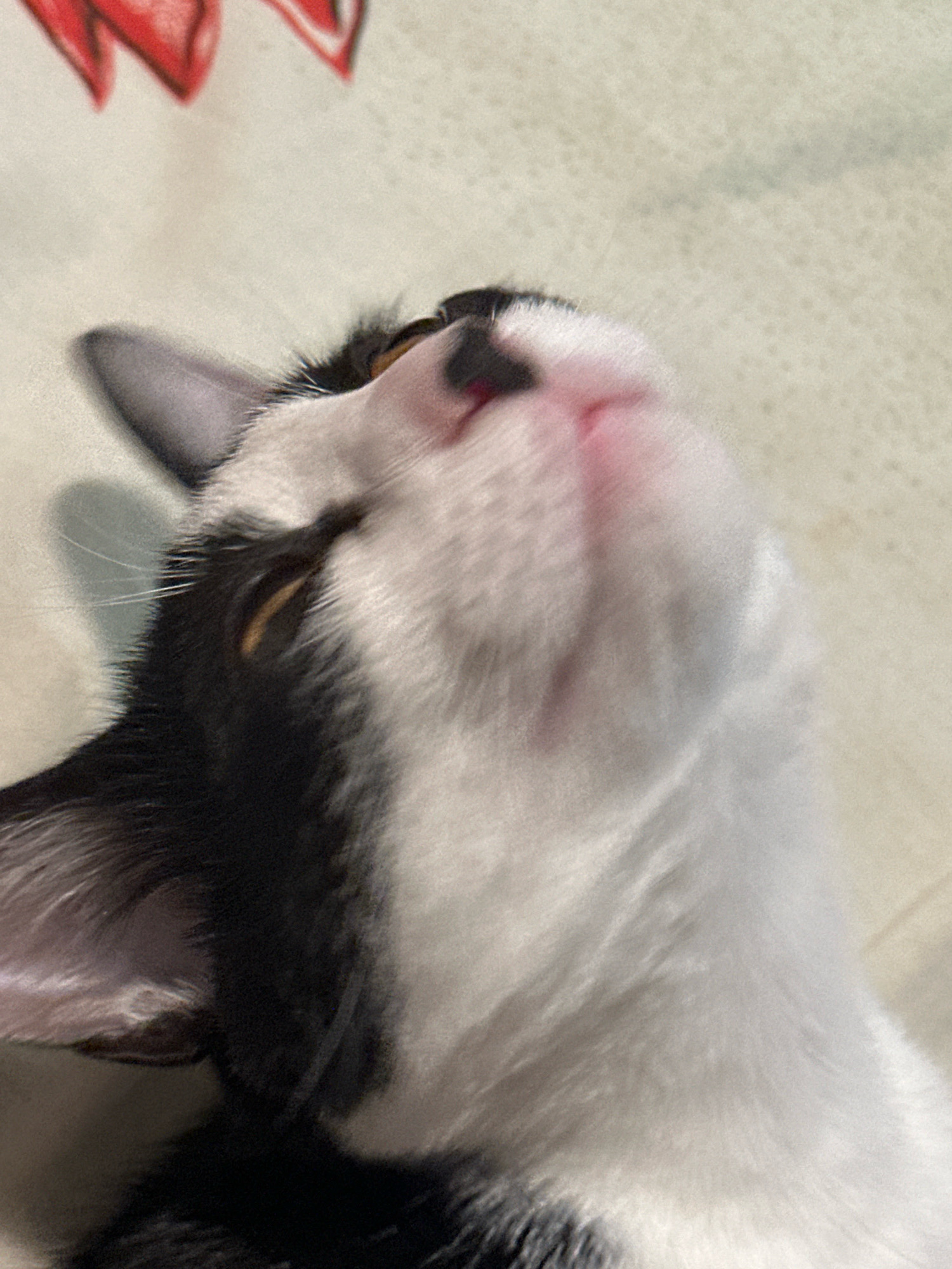 This is a close-up, low-angle, eye-level shot of a black and white cat looking upwards. The cat's head is tilted back, and its eyes are partially closed. The cat has pink fur on its nose and mouth area. The background is a light-colored, textured surface that appears to be a blanket or sheet, with some blurred red shapes at the top left, possibly a drawing or pattern. The image does not provide any information about the city of Budva, Montenegro.