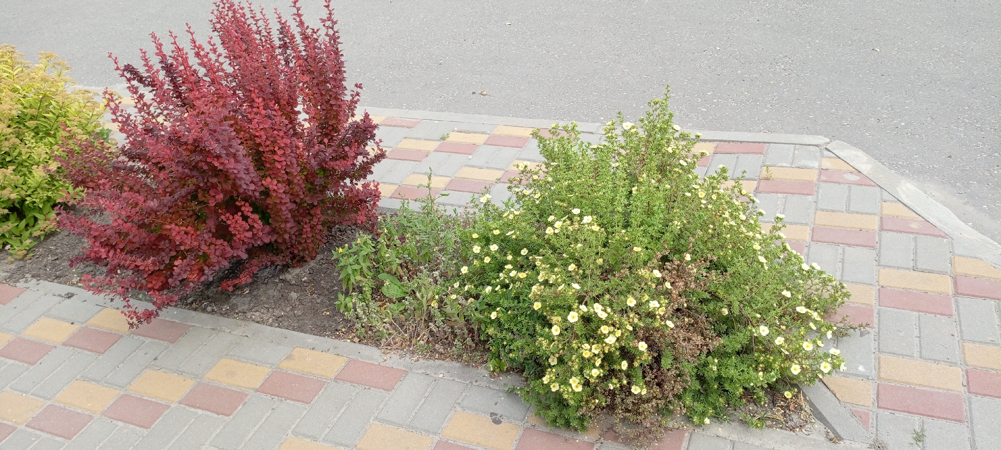 The image depicts a patch of greenery and flowering bushes located beside a paved walkway and asphalt road. In the foreground, a vibrant red-leafed bush is prominent, positioned to the left. To its right, a dense green bush with small yellow flowers flourishes. A lighter green, feathery bush is partially visible behind the red bush. The walkway is constructed of interlocking rectangular pavers in alternating shades of pink and yellow, bordered by a concrete curb. The background consists of a grey asphalt road. The scene appears to be an outdoor urban or suburban setting, possibly a park or roadside landscaping in the city of Kirsanov, Russia. No people or animals are present. The lighting suggests it is daytime with overcast conditions.