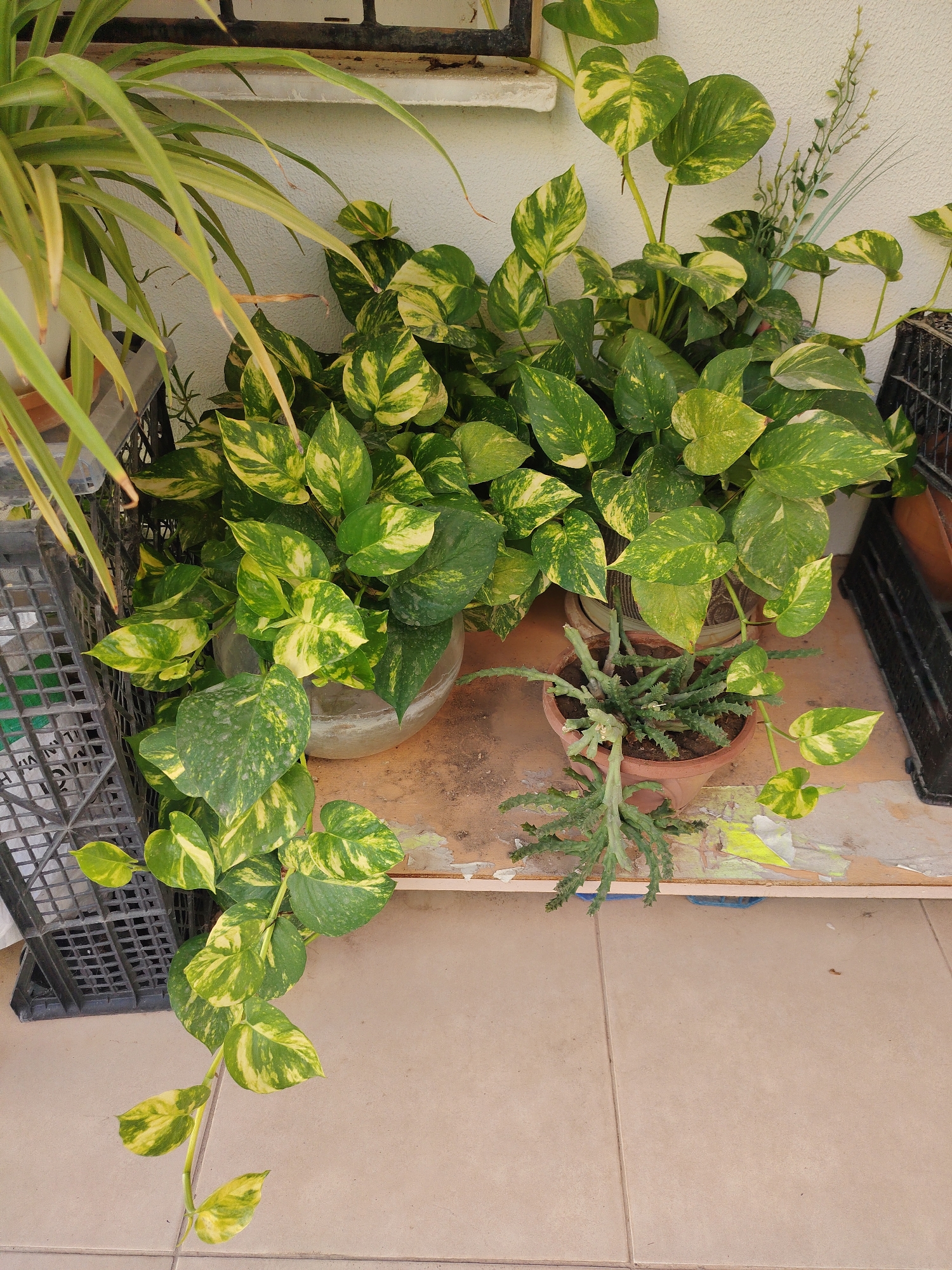 In Konyaaltı, Turkey, a collection of potted plants sits on a weathered ledge against a textured white wall. The primary plant is a large, leafy Golden Pothos with heart-shaped leaves variegated with green and yellow. It spills out of a clear glass container and is accompanied by a smaller succulent in a terracotta pot with spiky, green stems. To the left, a spider plant with long, thin green and yellow leaves arches over the scene. In the background, a black plastic crate and a partially visible metal railing add to the utilitarian aesthetic. The plants are arranged on a dusty, light-brown surface, possibly a balcony or windowsill, with light-colored floor tiles visible below. The lighting suggests it is daytime, casting soft shadows.