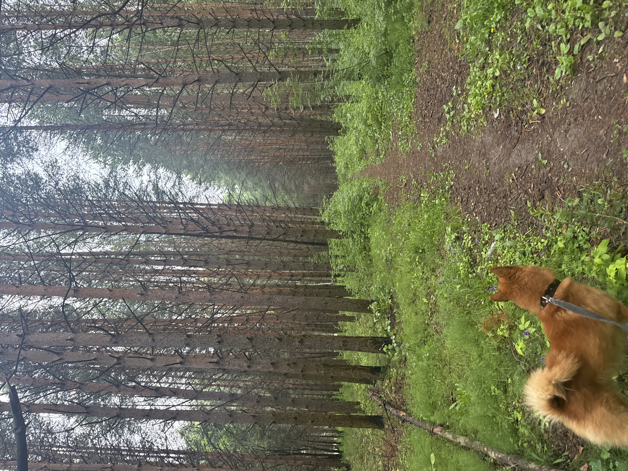 The image depicts a dirt path winding through a dense pine forest. The trees are tall and closely spaced, with a carpet of green grass and foliage on either side of the path. A medium-sized, reddish-brown dog wearing a black collar and leash is visible in the foreground, facing away from the camera and towards the path. The dog appears to be a Finnish Spitz or a similar breed, characterized by its fluffy tail and erect ears. The scene is likely located in a natural area, such as a park or nature reserve, within the city of Chaikovsky, Russia, known for its forested landscapes. The lighting suggests an overcast or diffused daylight, typical of a cloudy day.
