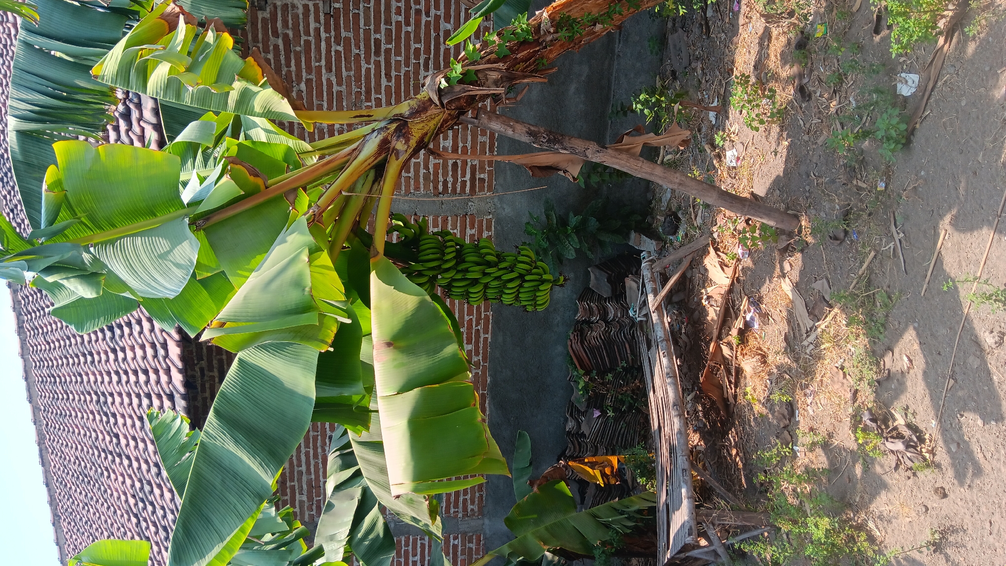 The image depicts an outdoor scene in Sonobekel, Indonesia, characterized by a banana tree laden with green bananas, a brick wall, and a tiled roof in the background. In the foreground, a rustic wooden bench is partially visible, situated on dry, dusty ground with scattered dry leaves and small green plants. The banana tree's large leaves dominate the upper portion of the frame, with a bunch of unripe bananas hanging prominently from its trunk. The brick wall, made of red bricks, forms a backdrop, and a portion of a gray concrete wall is visible below it. The roof, covered in terracotta tiles, suggests a residential structure. The overall environment appears somewhat unkempt, with debris and scattered materials on the ground, indicating a less maintained area. No people are present in the scene.