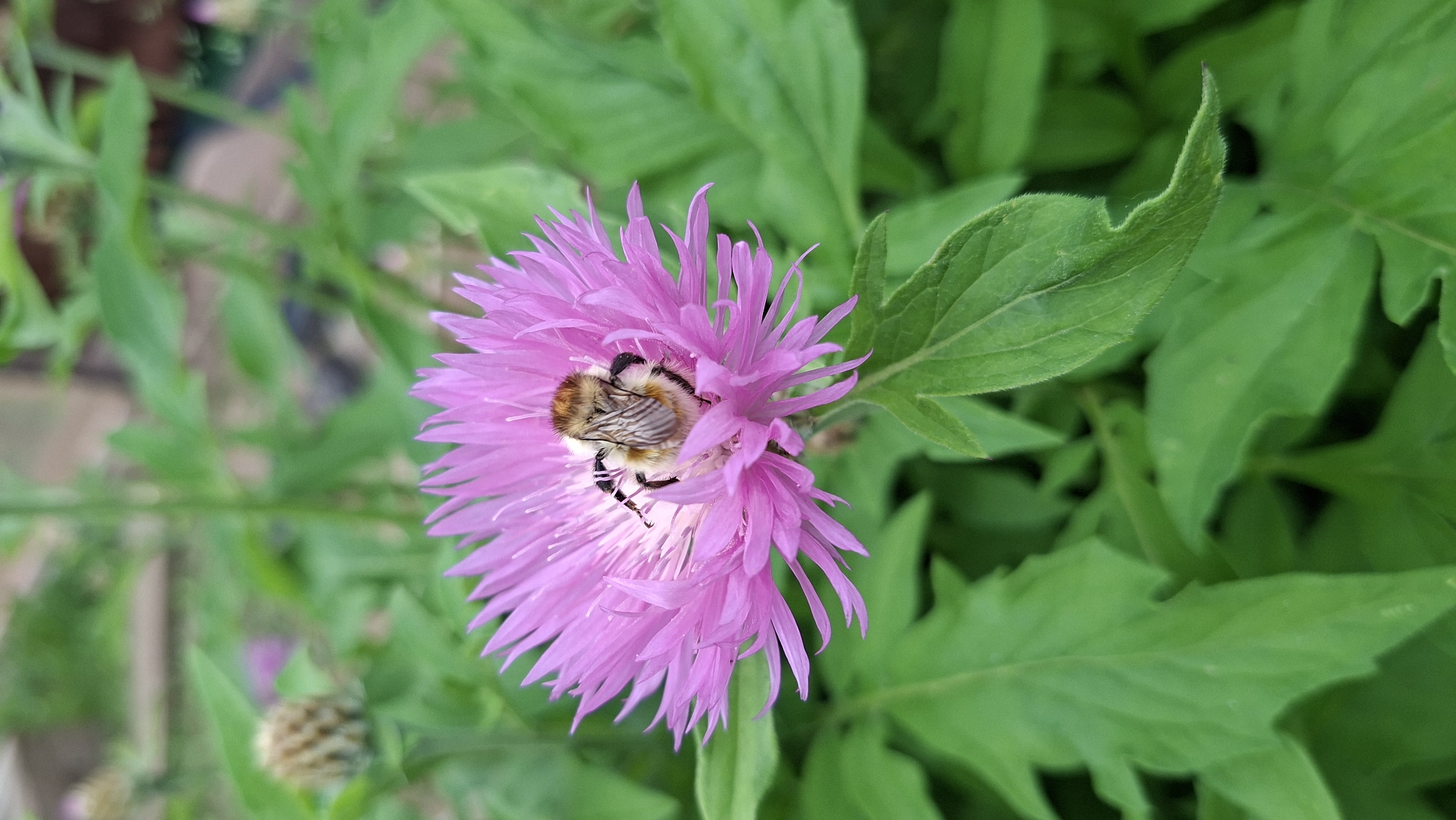 A bumblebee is perched on a pink cornflower in an outdoor setting, likely a garden, in Bolshoy Bukor, Russia. The bee, with its striped fuzzy body, is positioned in the center of the flower, its legs clinging to the petals. The flower itself has numerous thin, spiky pink petals radiating outwards. Surrounding the flower are lush green leaves, some appearing broad and serrated. The background is blurred, suggesting a shallow depth of field, with hints of other plants and possibly a wooden structure. The lighting appears natural and diffused, indicating it might be a cloudy day or early morning/late afternoon.
