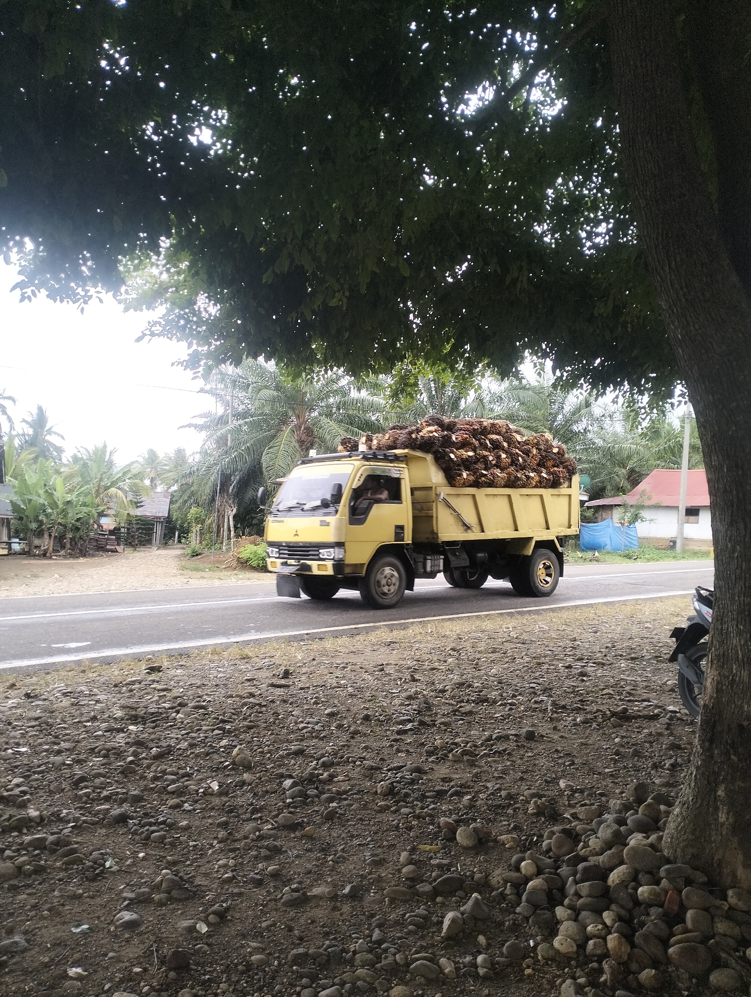 A yellow flatbed truck is driving on a paved road in a rural area. The truck is loaded with a large quantity of palm oil fruit. The road is lined with gravel and vegetation on both sides. In the background, there are houses, palm trees, and other foliage. A large tree trunk is in the foreground on the right side of the image, with its branches extending over the road. A portion of a motorcycle is visible next to the tree trunk. The sky is overcast. The scene appears to be in Teupinreusep, Indonesia, likely a location associated with palm oil cultivation.