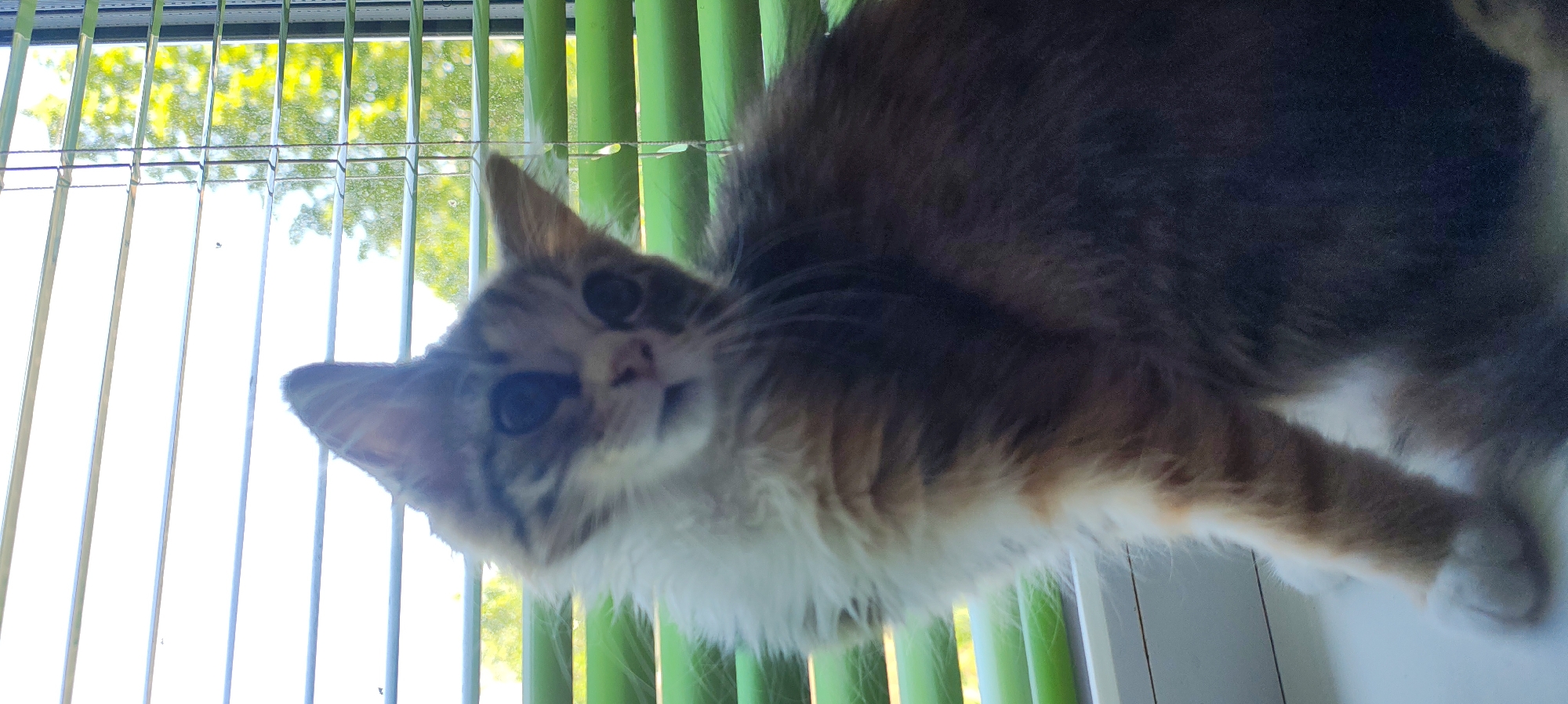 The image shows a fluffy, long-haired kitten with tabby markings and a white chest, sitting on a windowsill. The kitten is looking upwards and to its left, with its head tilted. Behind the kitten are green blinds, which are partially open, revealing blurry green foliage and a bright sky outside. The windowsill appears to be white. There are no people or other animals visible in the image. The location is identified as Малая Листовка, Russia, which is a rural settlement.