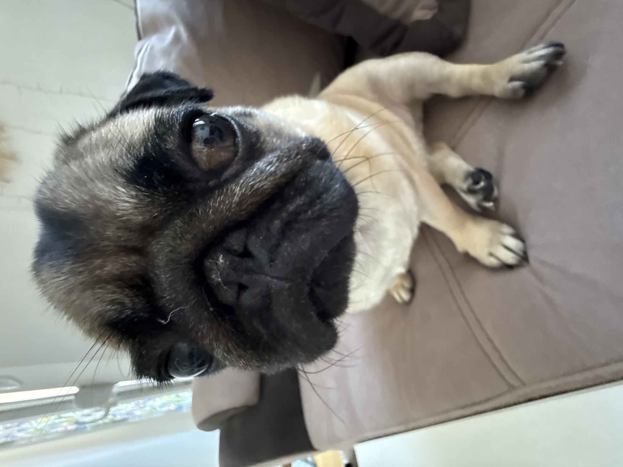 A close-up shot features a fawn-colored pug with a black muzzle sitting on a light brown couch. The dog's face is directed towards the camera, and its large, dark eyes are visible. The pug's ears are floppy, and its snout is wrinkled. The background of the image shows a blurred interior scene, with a window and part of a wall visible. The lighting appears to be natural, coming from the side.